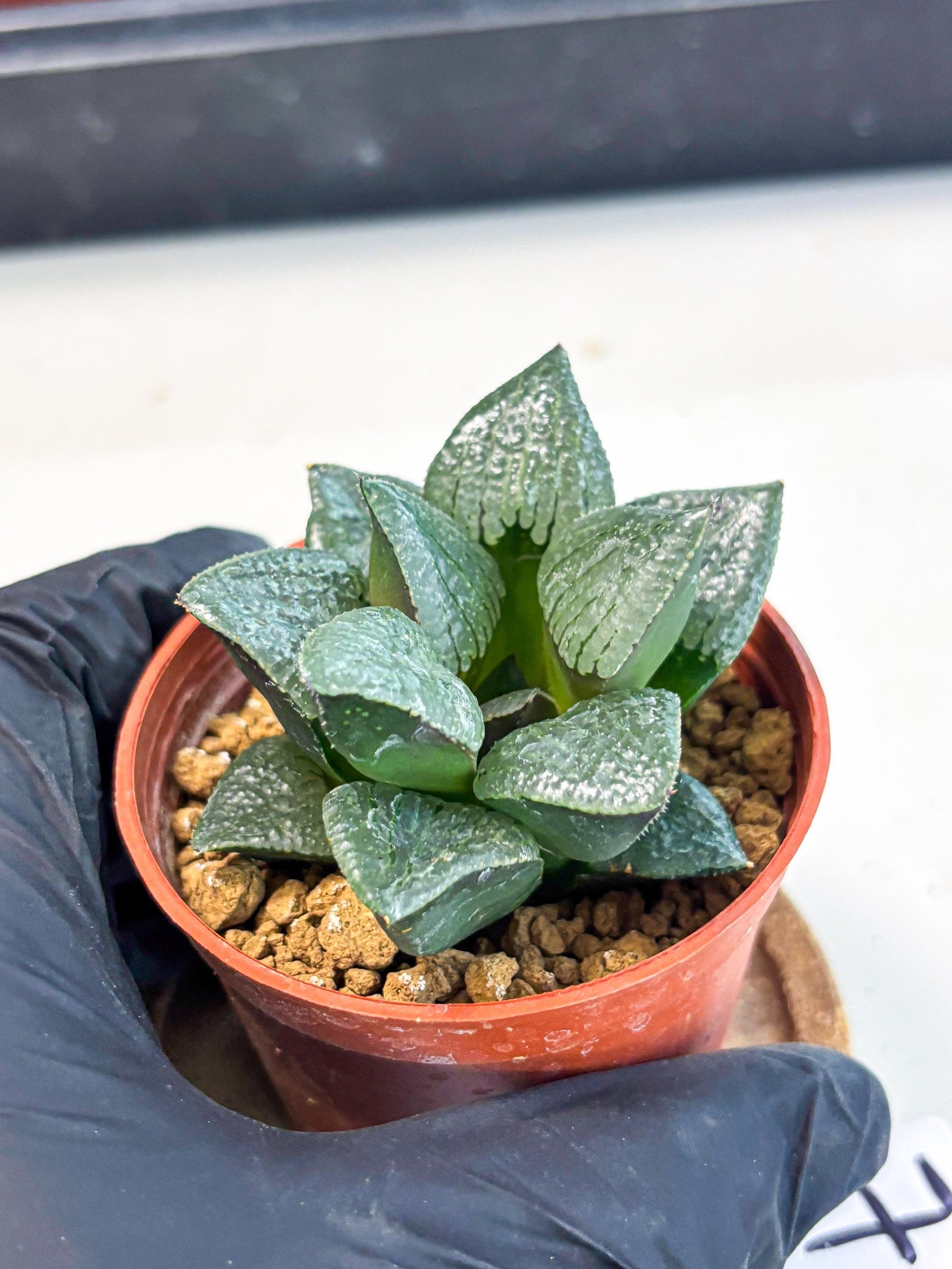 Haworthia Xianggua Dao (wa7) (g7) | Rare Import