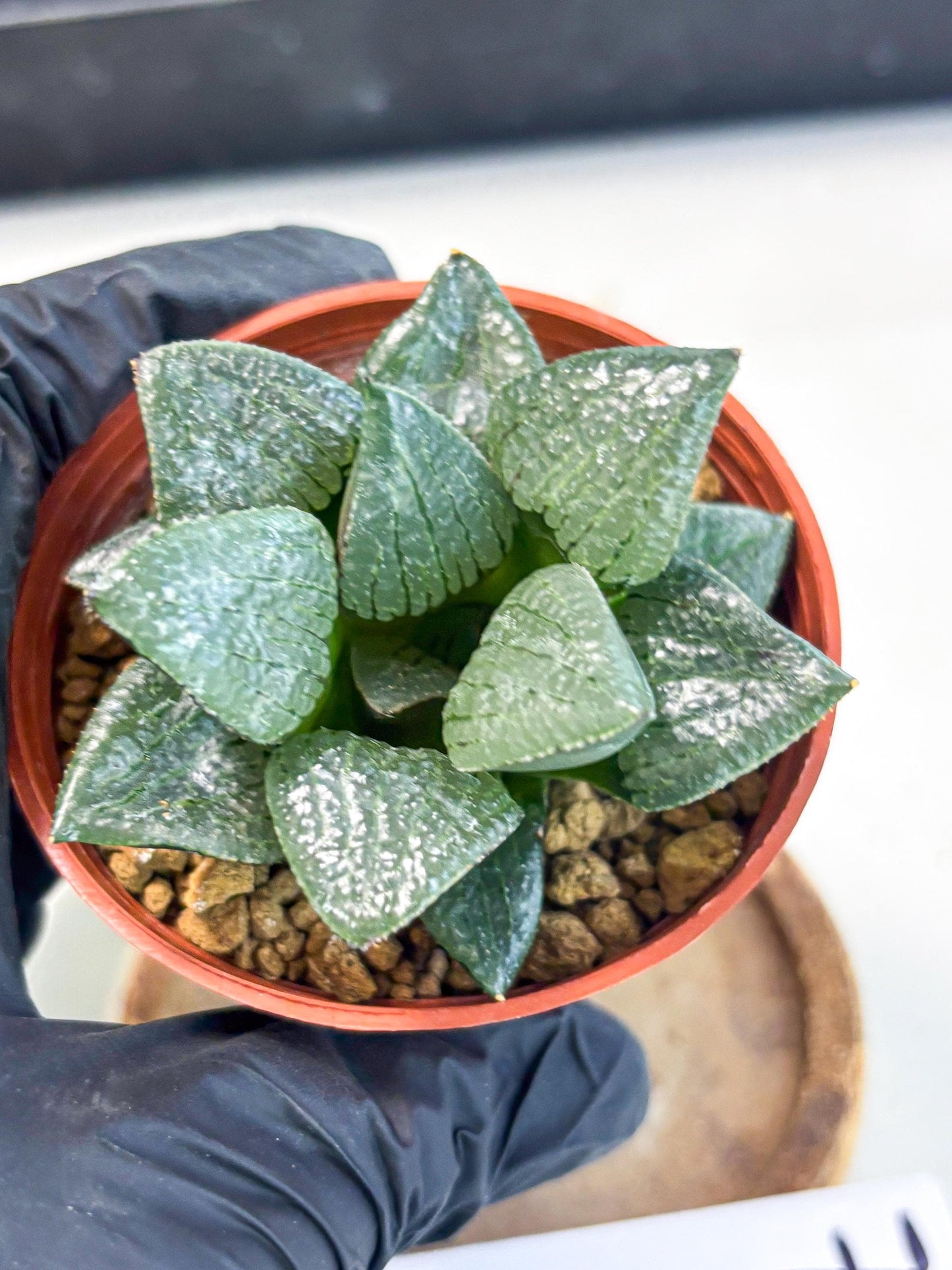 Haworthia Xianggua Dao (wa7) (g7) | Rare Import