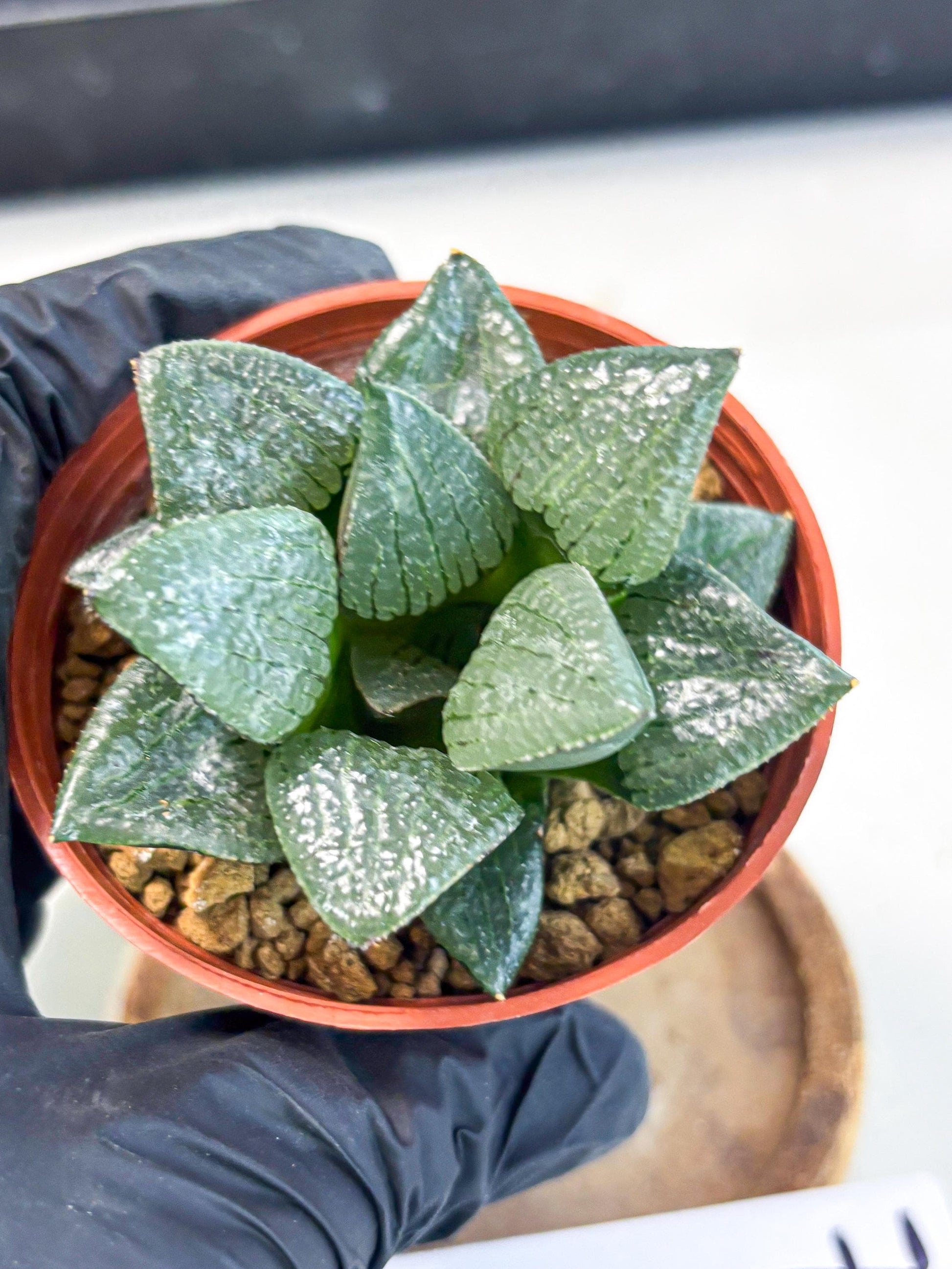 Haworthia Xianggua Dao (wa7) (g7) | Rare Import