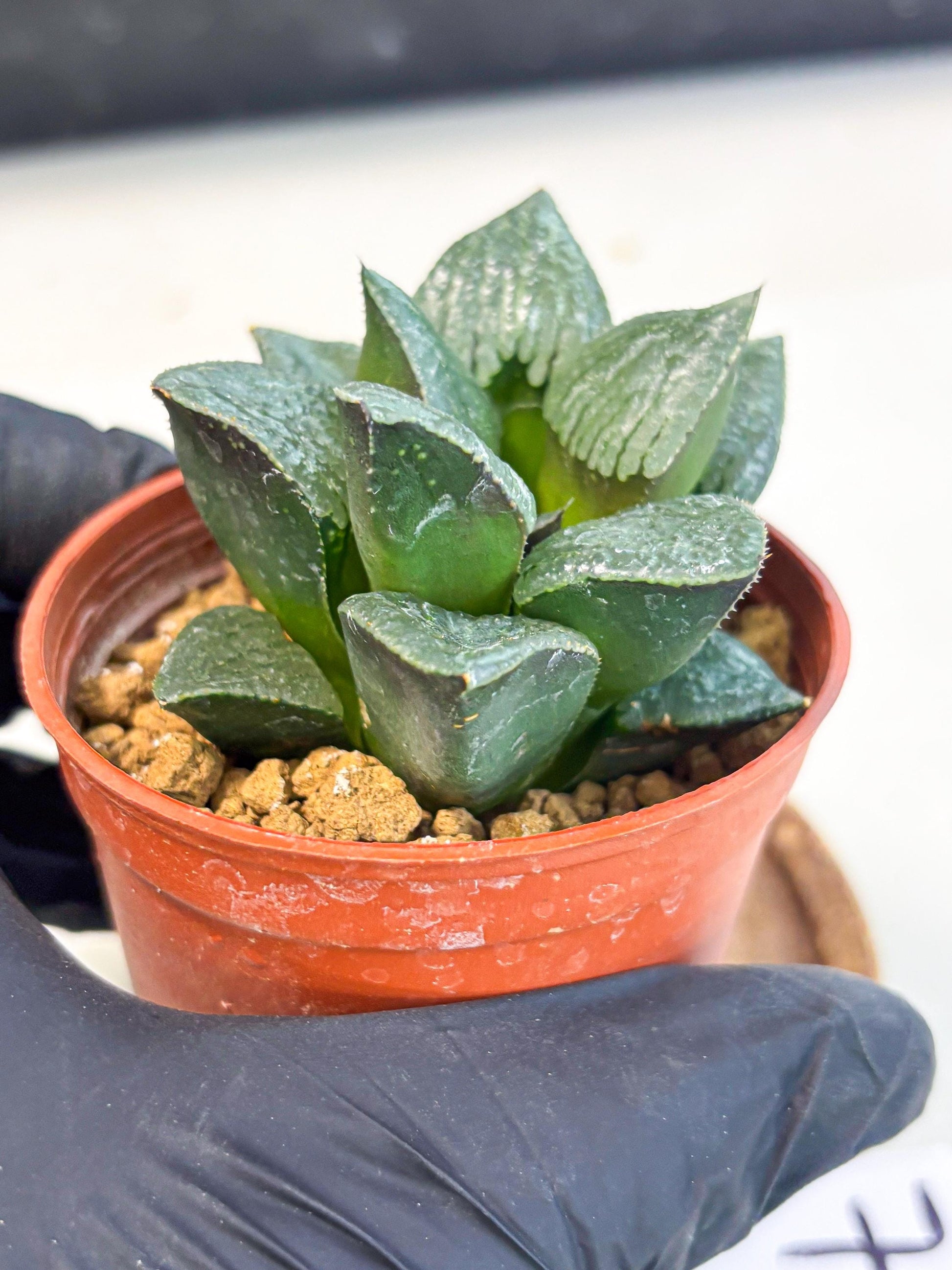 Haworthia Xianggua Dao (wa7) (g7) | Rare Import