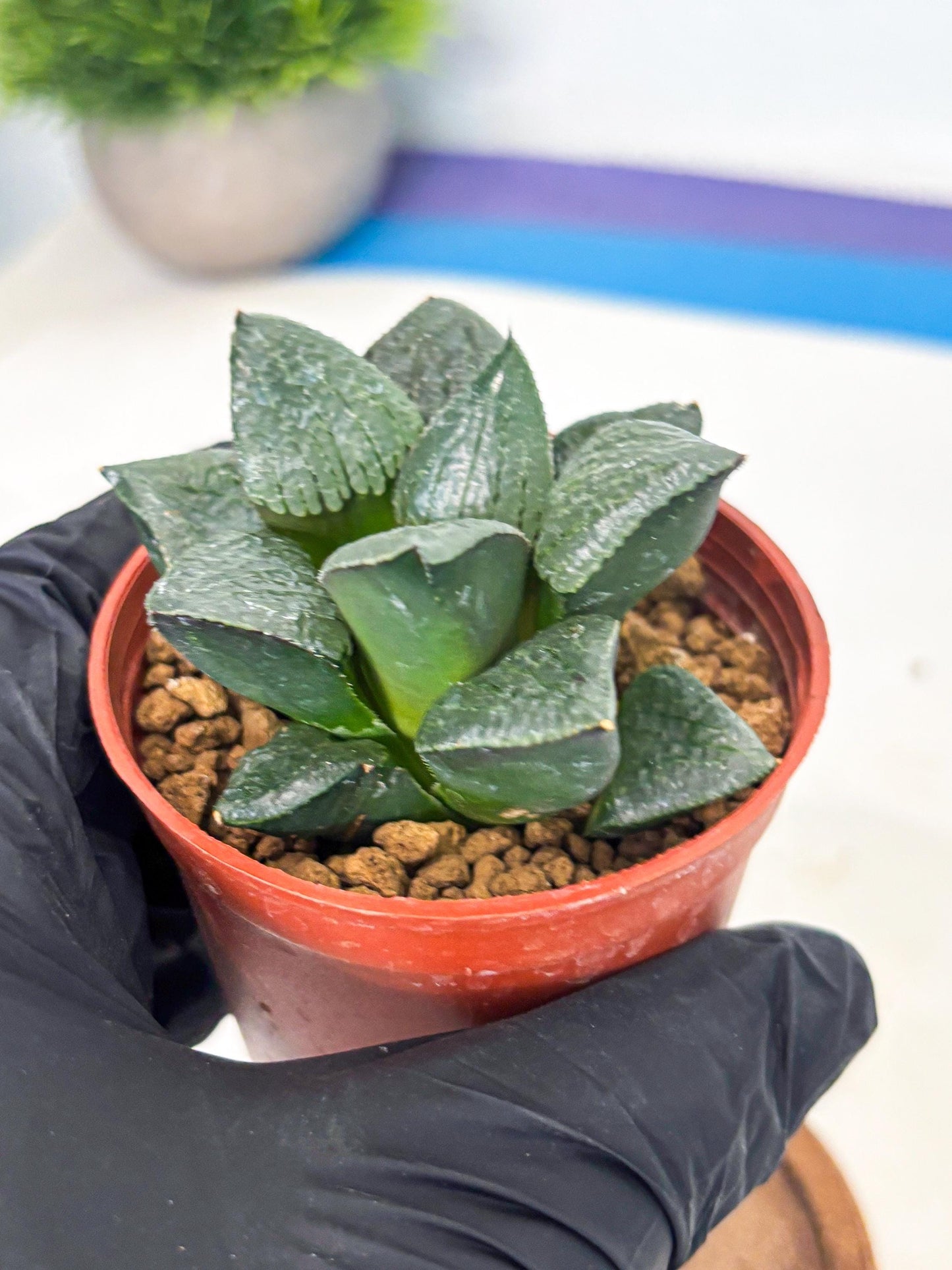 Haworthia Xianggua Dao (wa7) (g7) | Rare Import