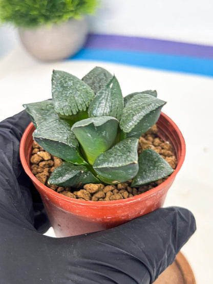 Haworthia Xianggua Dao (wa7) (g7) | Rare Import