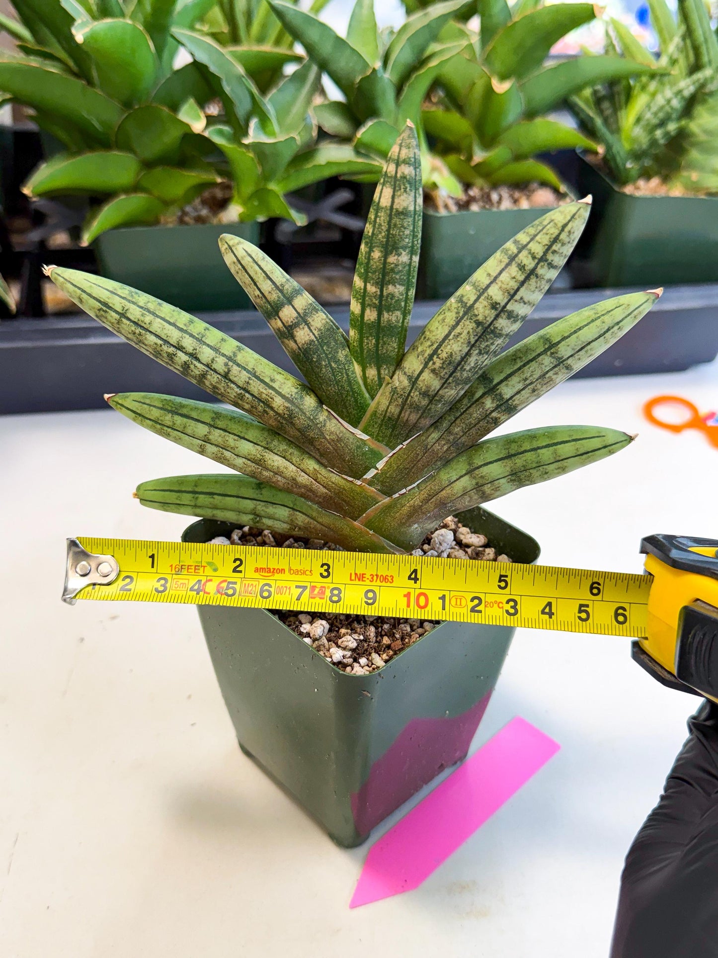Sansevieria Pink Hand (xl1) (p) | Rare Hybrids