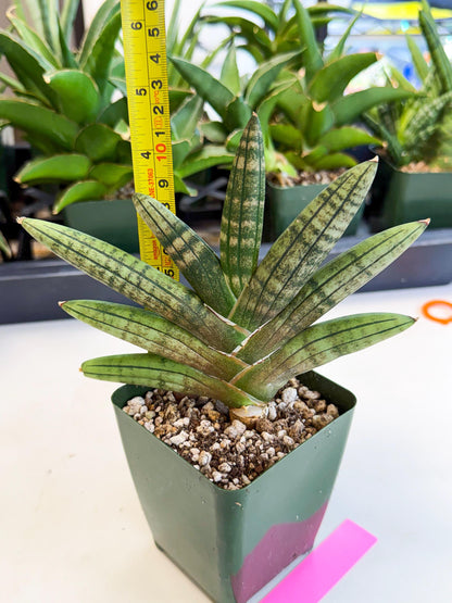 Sansevieria Pink Hand (xl1) (p) | Rare Hybrids