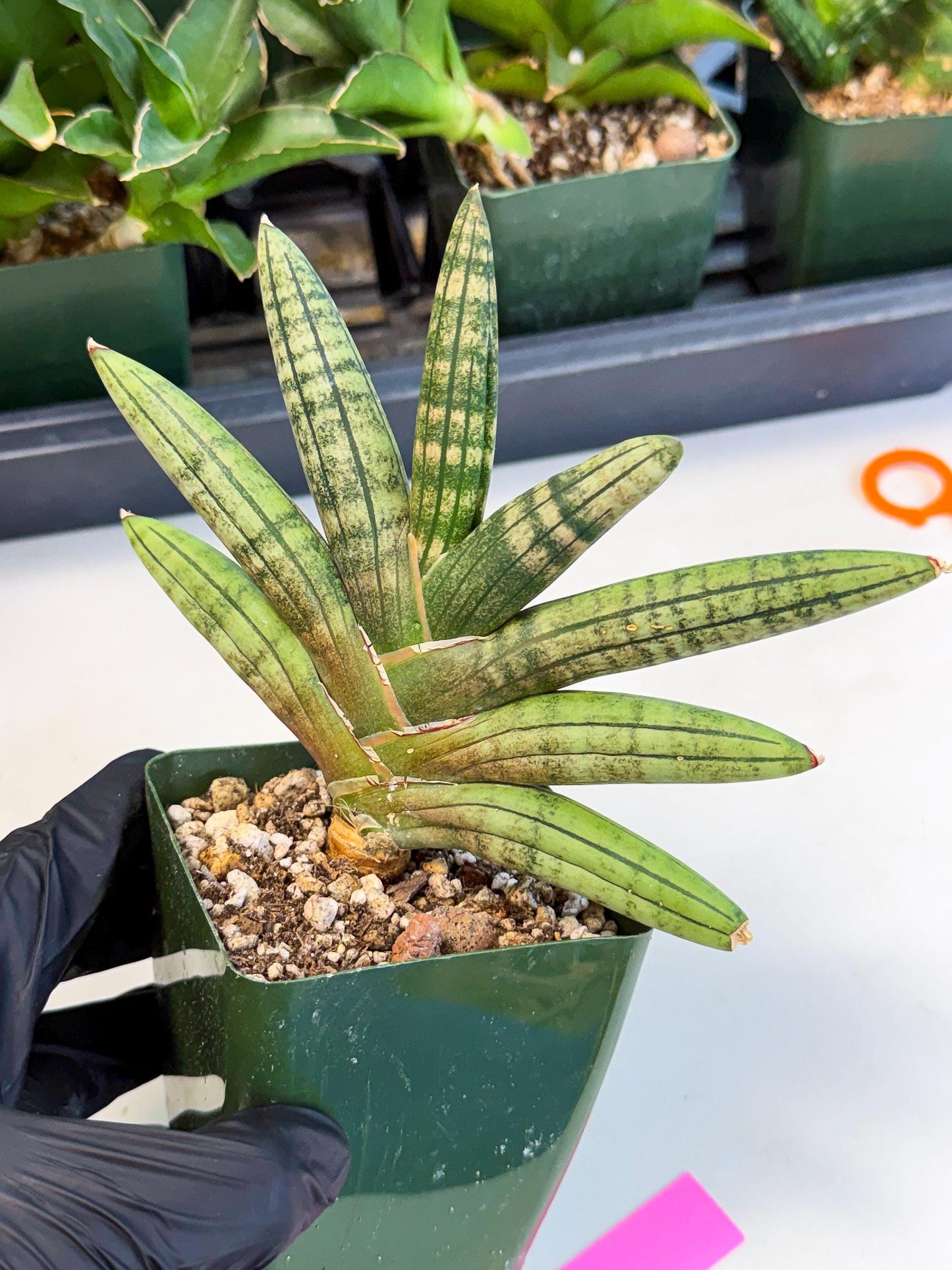 Sansevieria Pink Hand (xl1) (p) | Rare Hybrids