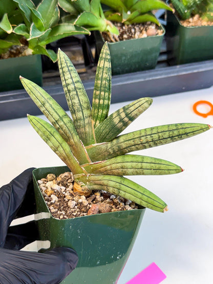 Sansevieria Pink Hand (xl1) (p) | Rare Hybrids