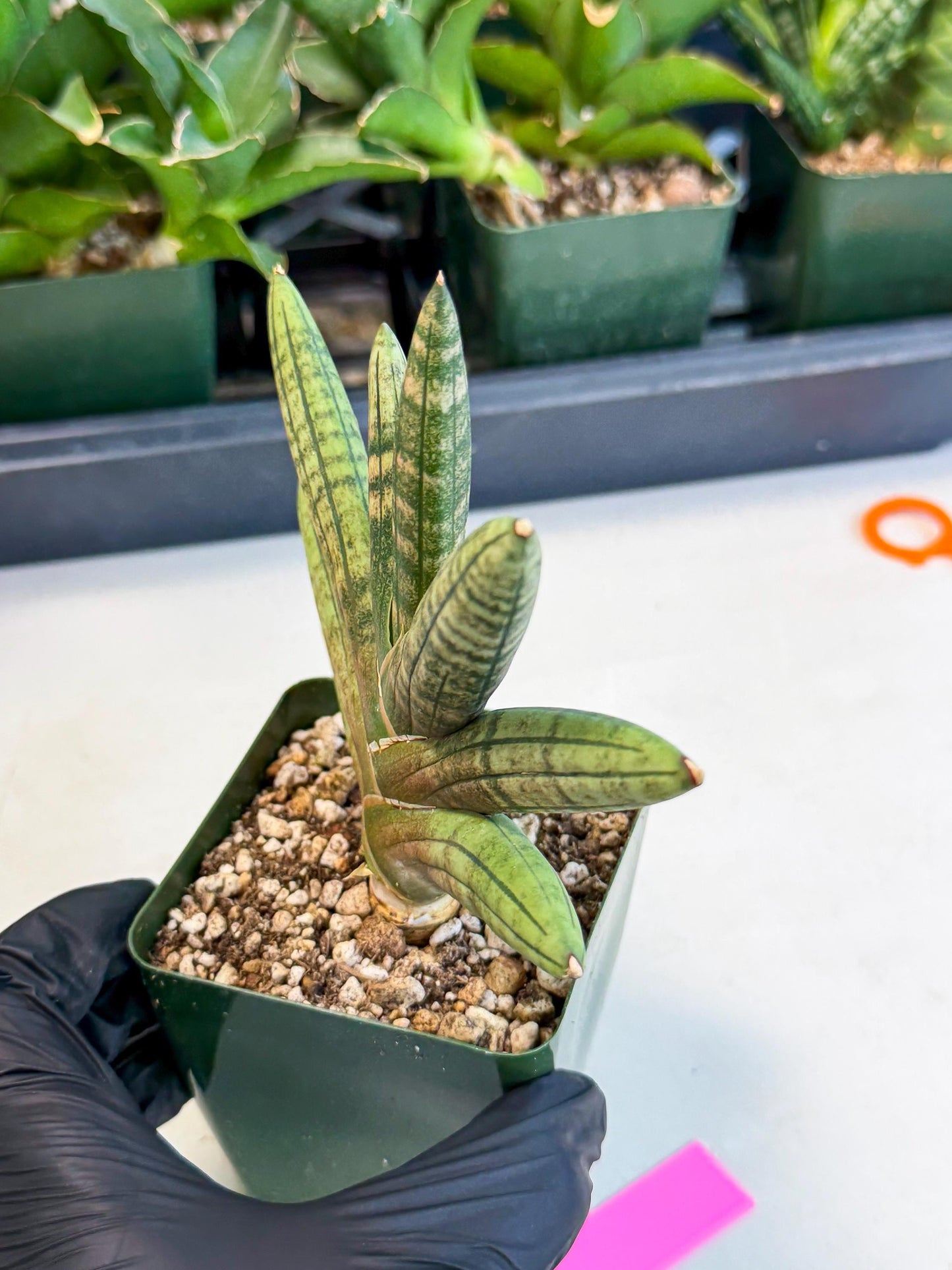 Sansevieria Pink Hand (xl1) (p) | Rare Hybrids