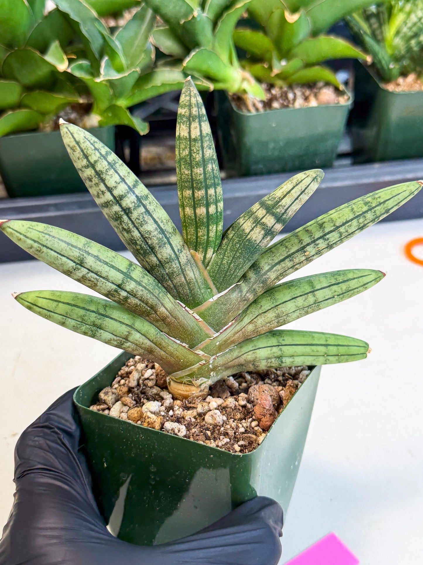 Sansevieria Pink Hand (xl1) (p) | Rare Hybrids