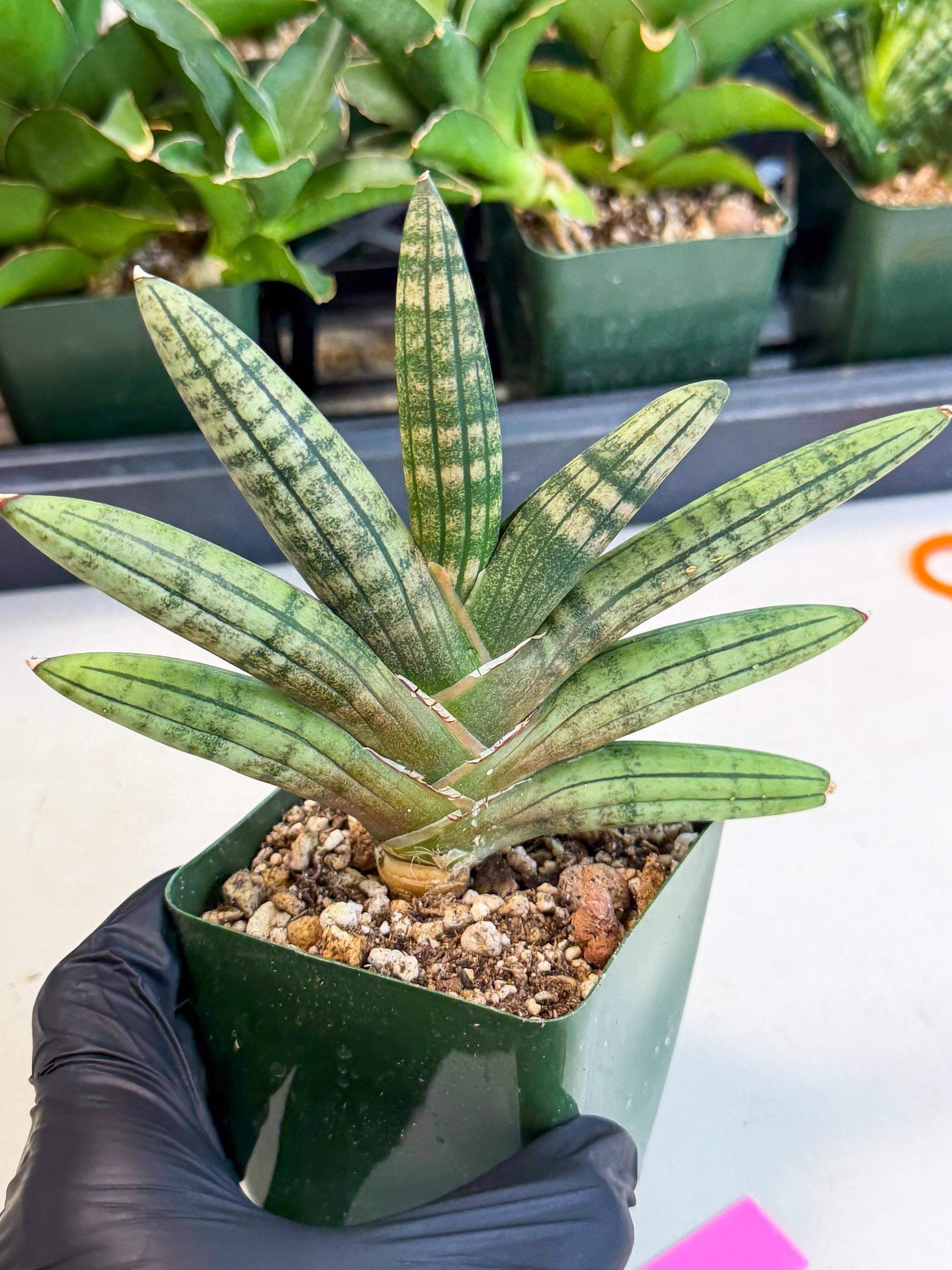 Sansevieria Pink Hand (xl1) (p) | Rare Hybrids