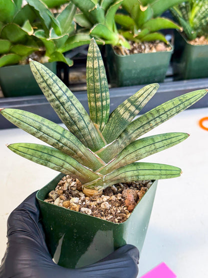 Sansevieria Pink Hand (xl1) (p) | Rare Hybrids