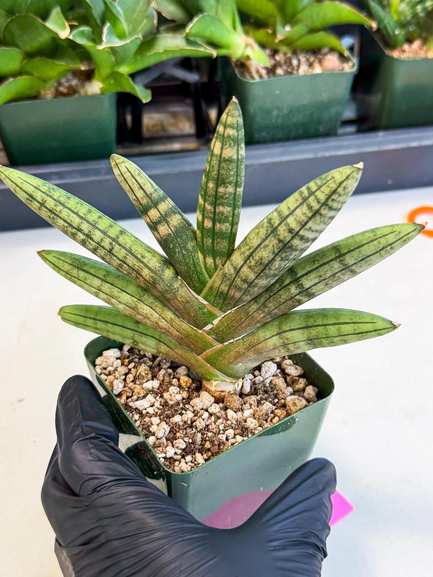 Sansevieria Pink Hand (xl1) (p) | Rare Hybrids