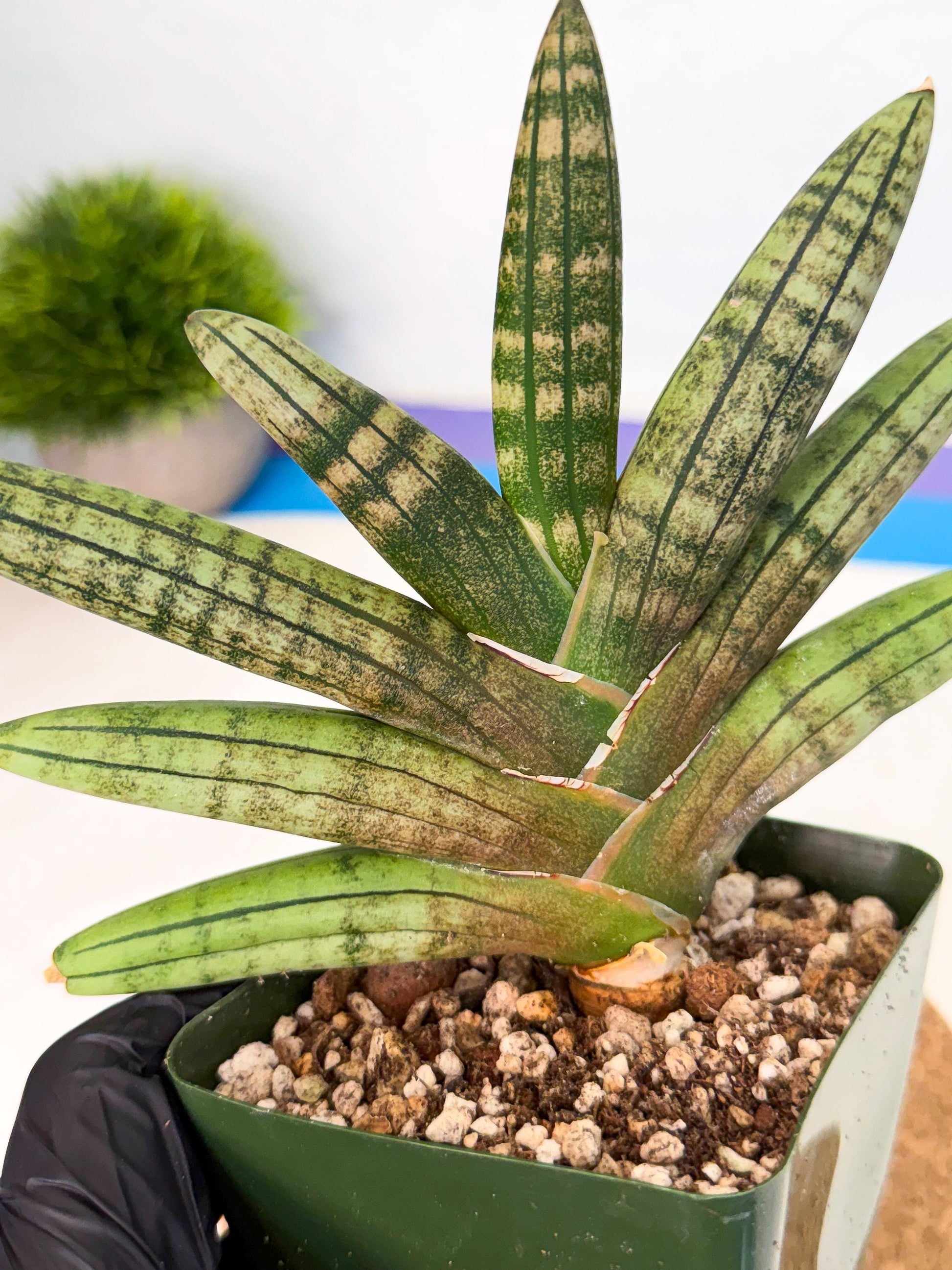 Sansevieria Pink Hand (xl1) (p) | Rare Hybrids
