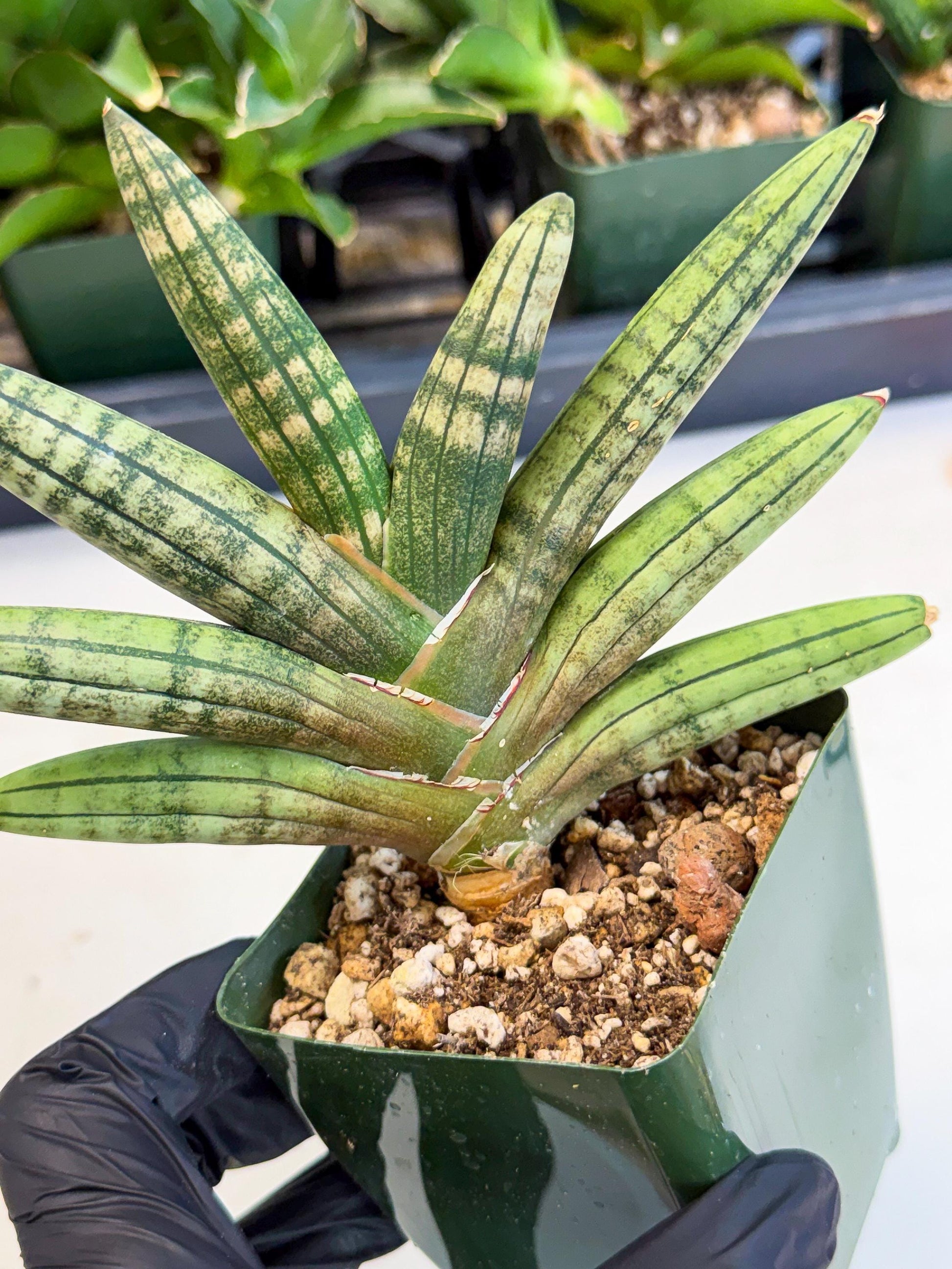 Sansevieria Pink Hand (xl1) (p) | Rare Hybrids