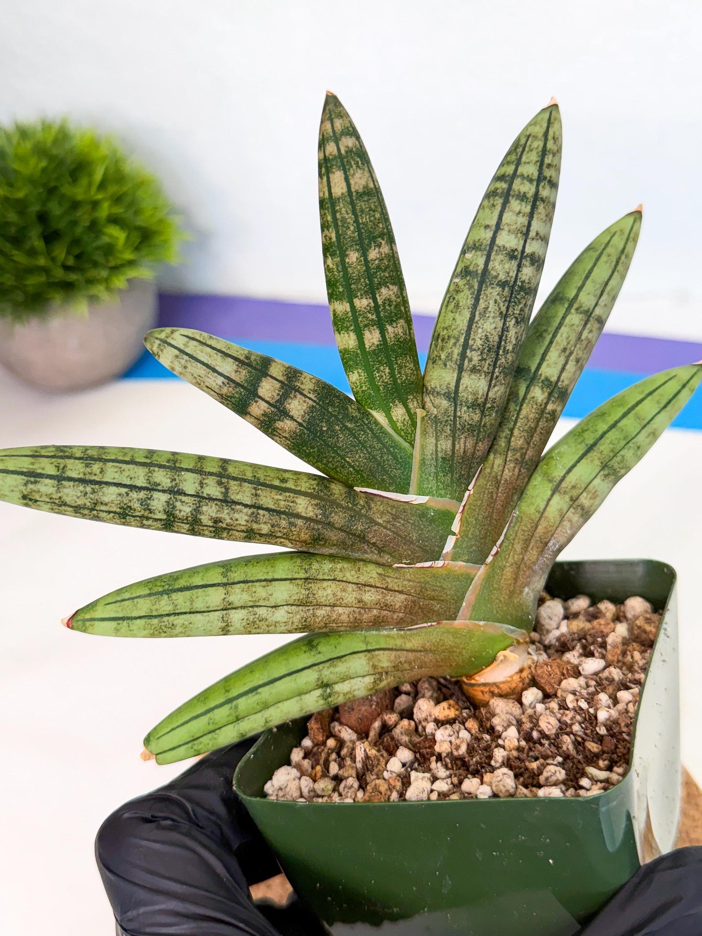 Sansevieria Pink Hand (xl1) (p) | Rare Hybrids