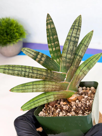 Sansevieria Pink Hand (xl1) (p) | Rare Hybrids
