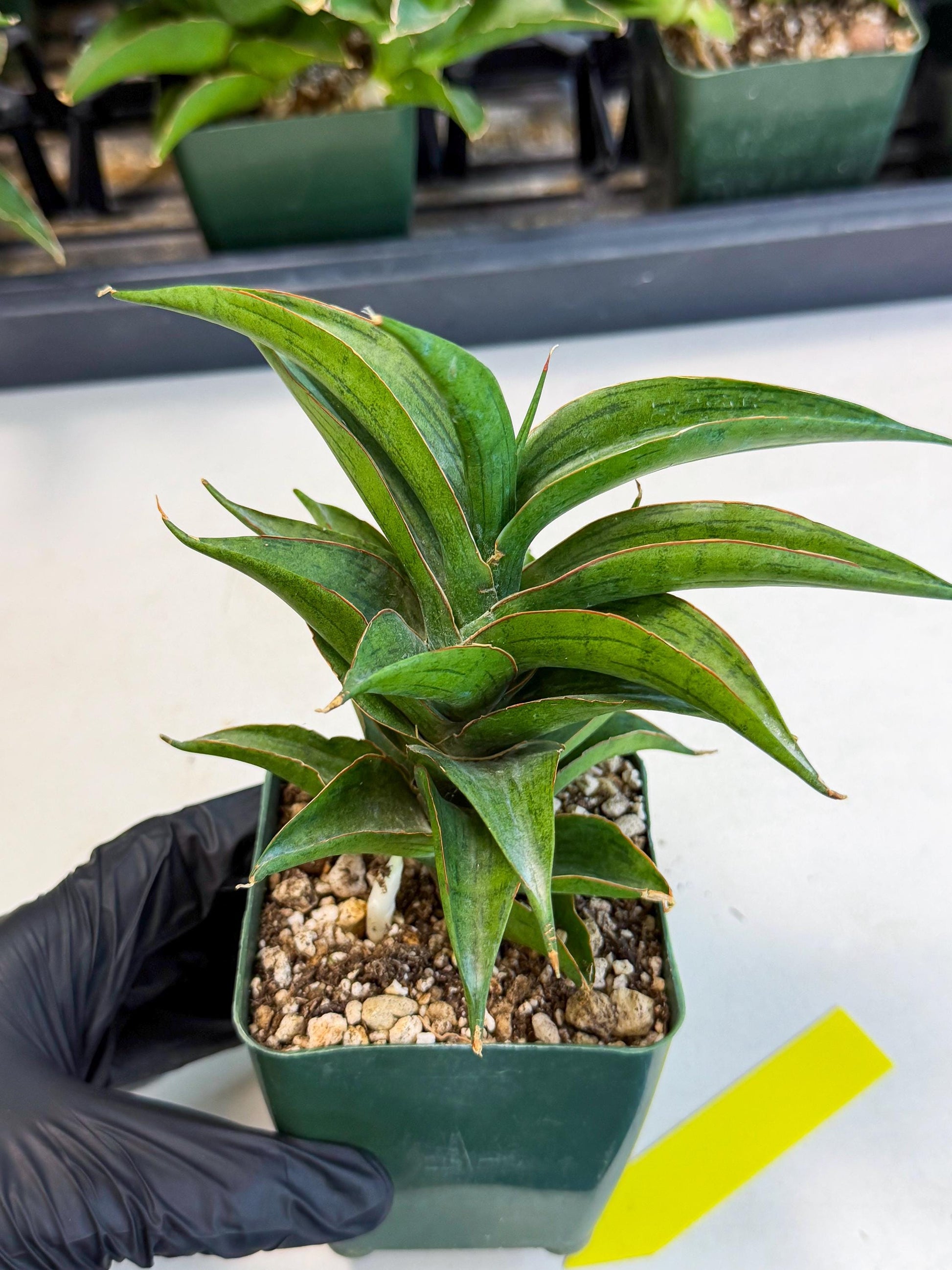 Sansevieria Zeleno Caj (xL1) (3) | Imported Plants