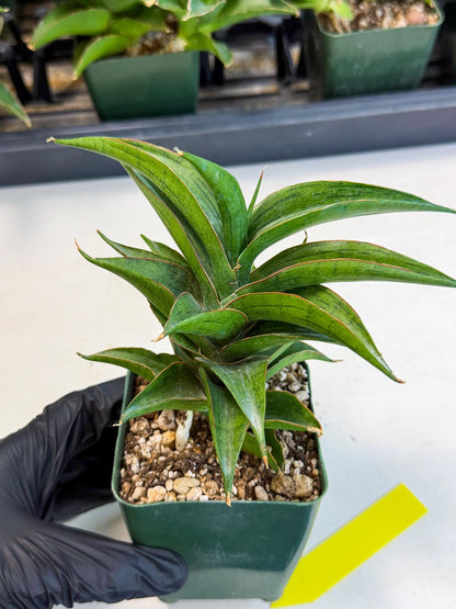 Sansevieria Zeleno Caj (xL1) (3) | Imported Plants