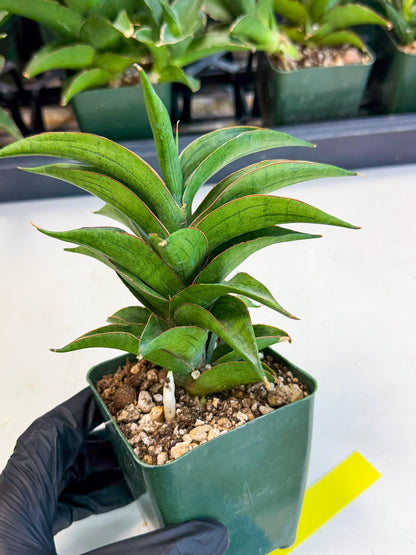 Sansevieria Zeleno Caj (xL1) (3) | Imported Plants