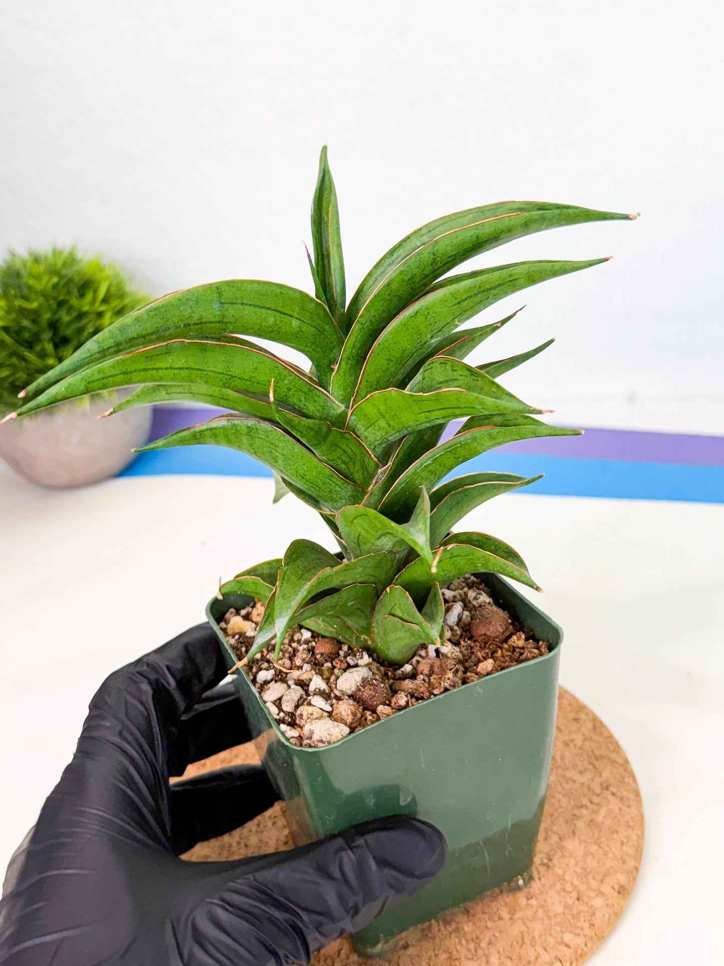 Sansevieria Zeleno Caj (xL1) (3) | Imported Plants