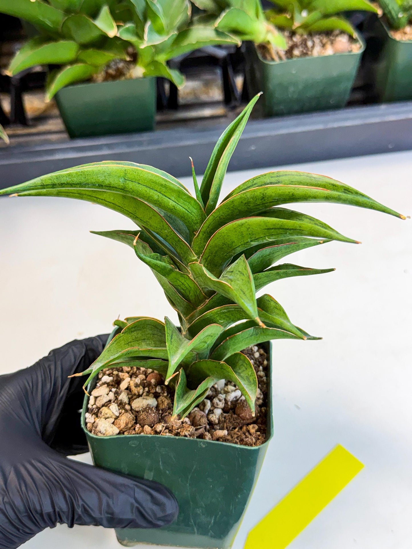 Sansevieria Zeleno Caj (xL1) (3) | Imported Plants