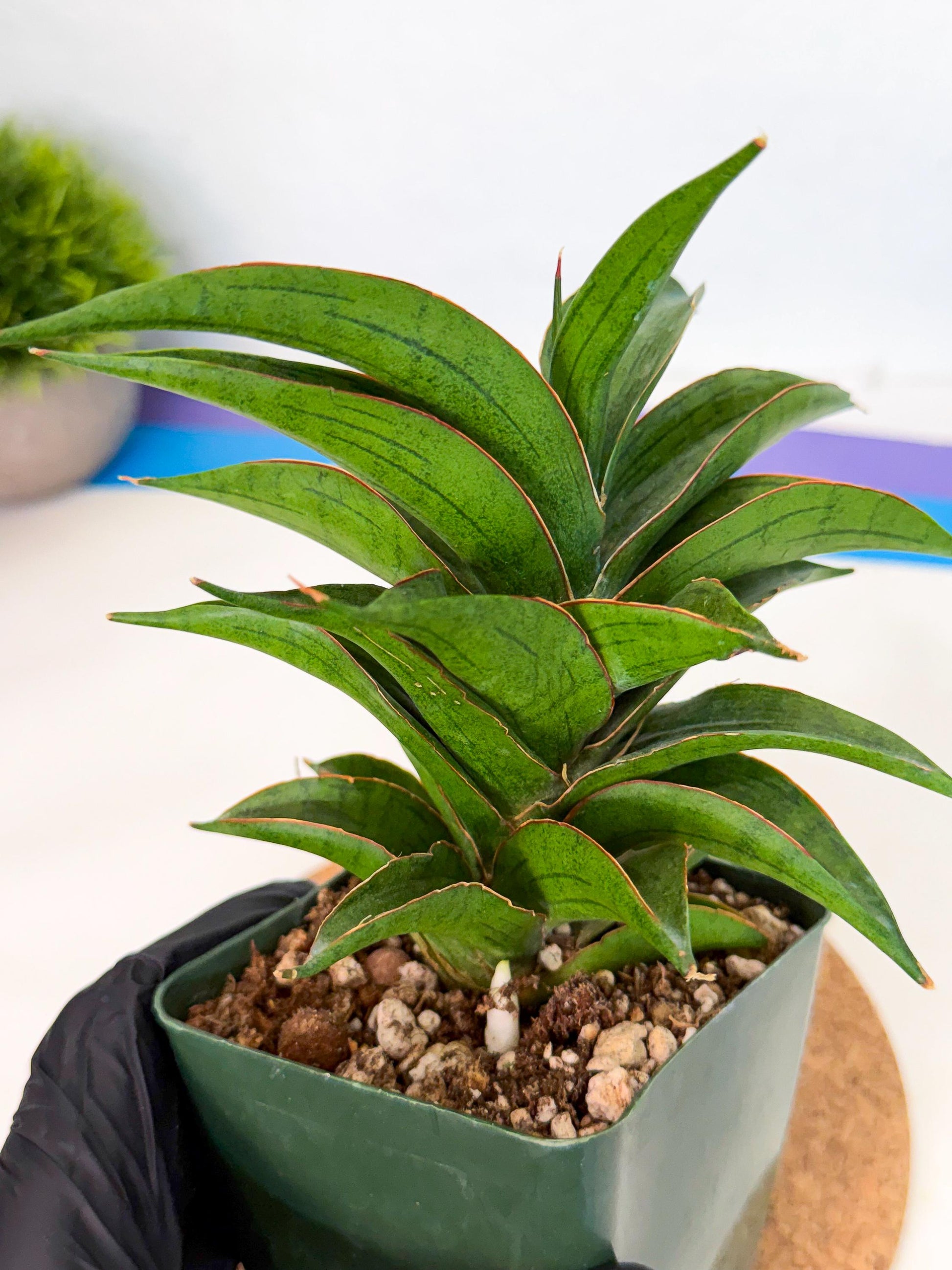 Sansevieria Zeleno Caj (xL1) (3) | Imported Plants