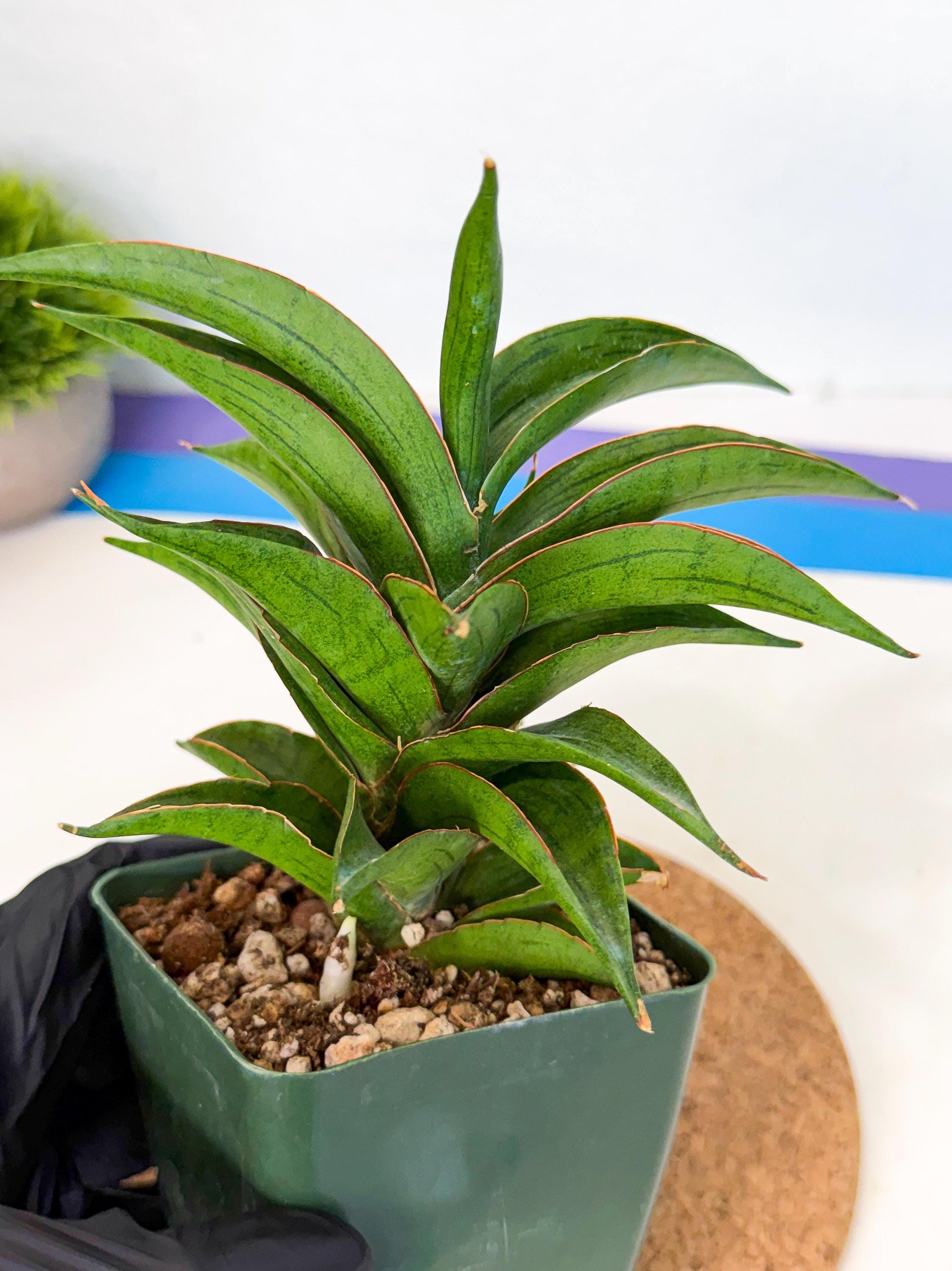 Sansevieria Zeleno Caj (xL1) (3) | Imported Plants