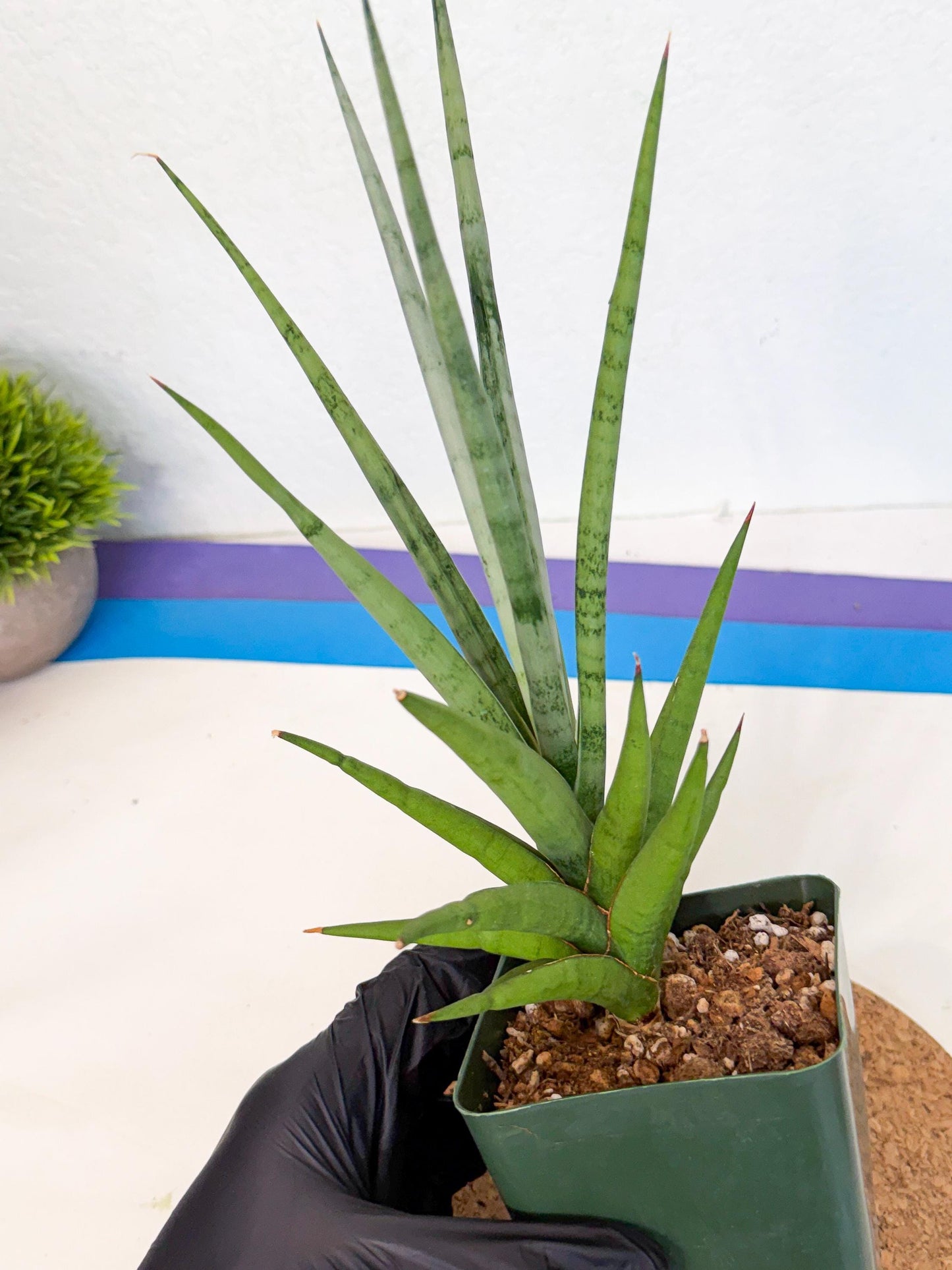 Sansevieria Thunder Stream (xL1) (2) | imported