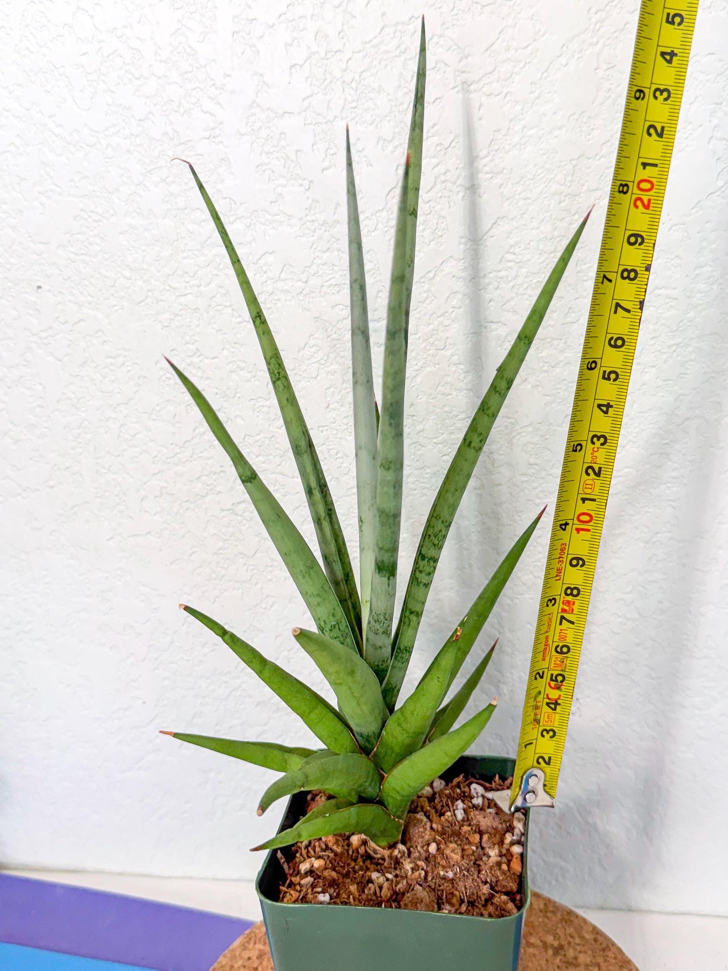 Sansevieria Thunder Stream (xL1) (2) | imported