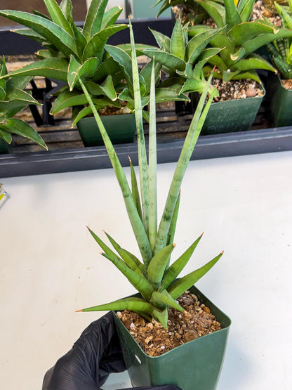Sansevieria Thunder Stream (xL1) (2) | imported