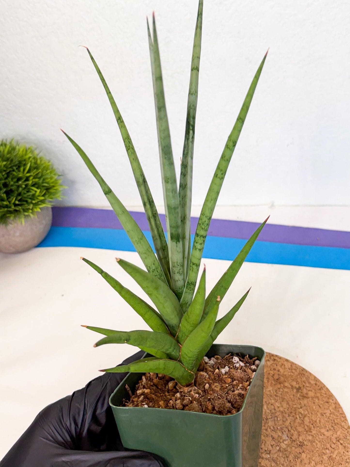 Sansevieria Thunder Stream (xL1) (2) | imported