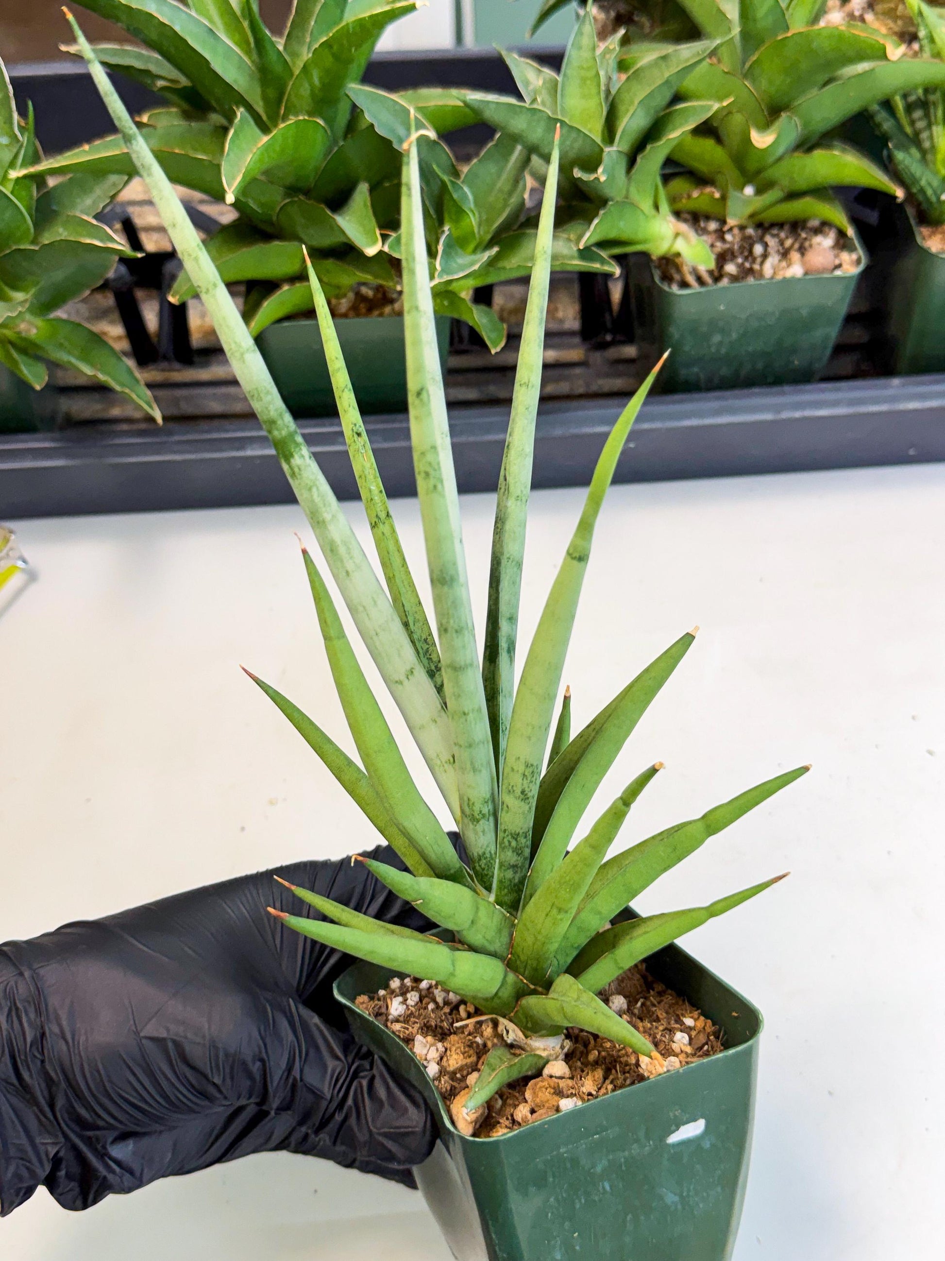Sansevieria Thunder Stream (xL1) (2) | imported