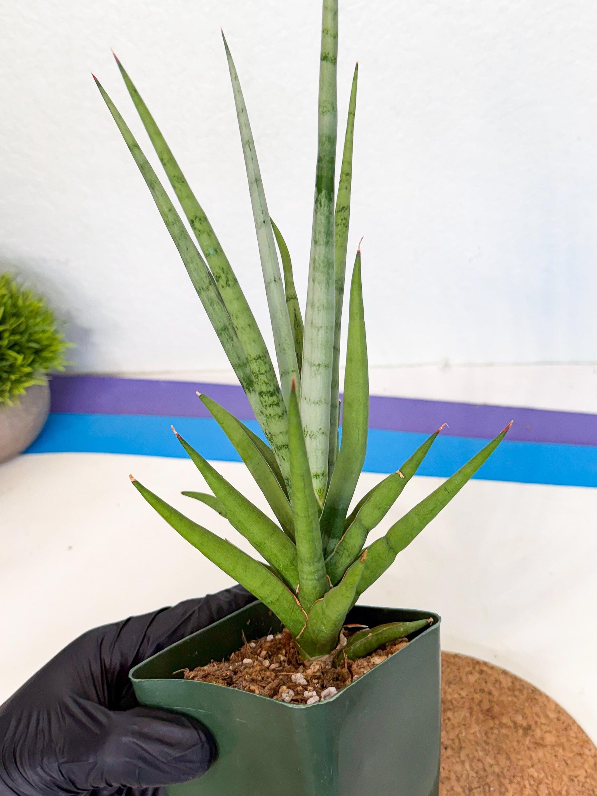 Sansevieria Thunder Stream (xL1) (2) | imported