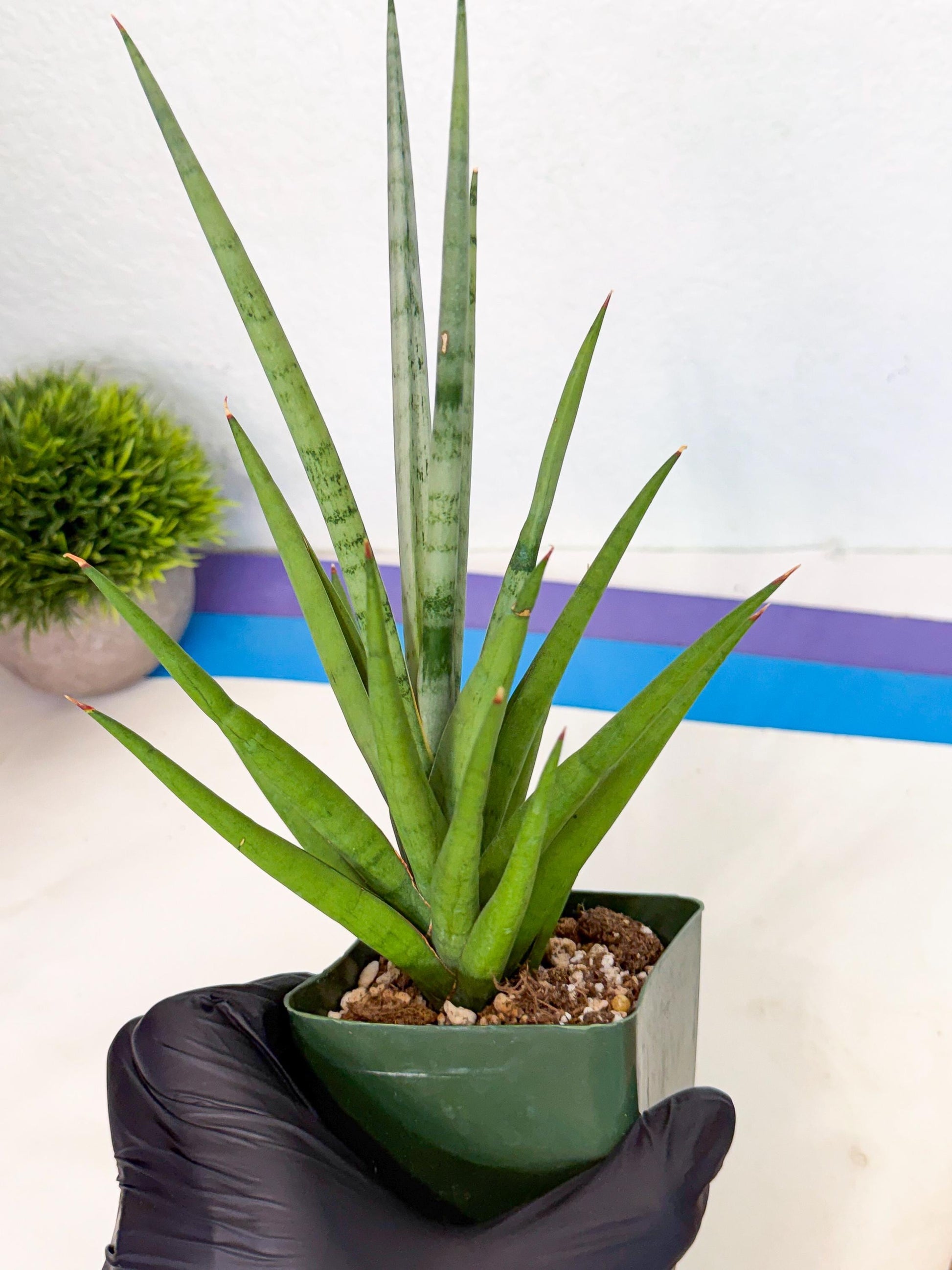 Sansevieria Thunder Stream (xL1) (6) | imported