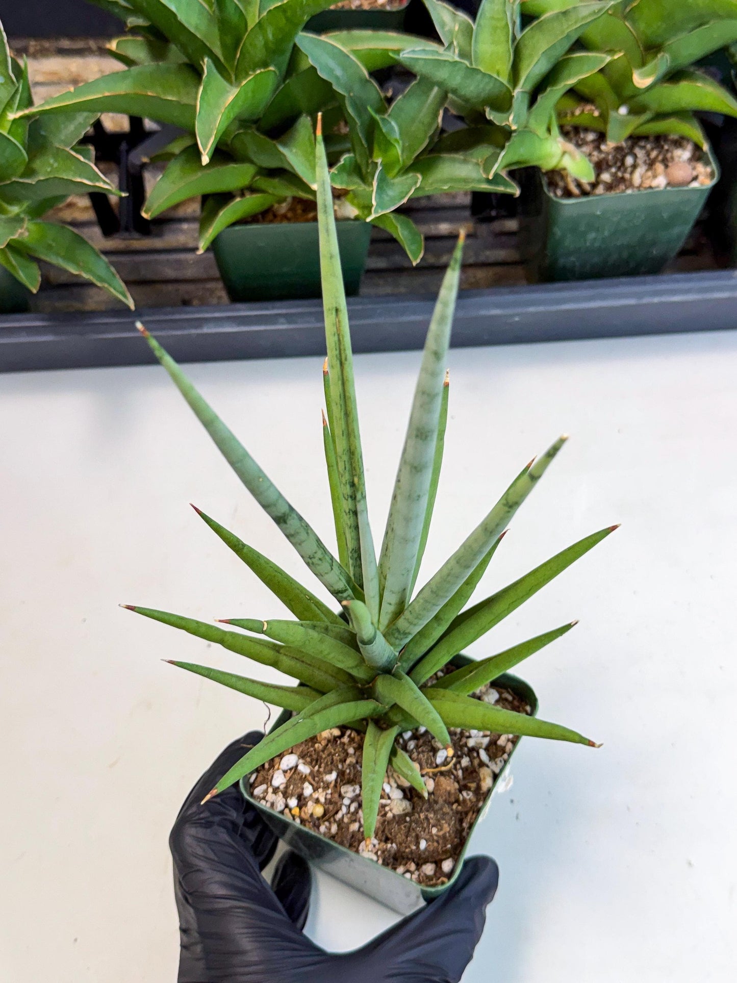 Sansevieria Thunder Stream (xL1) (6) | imported