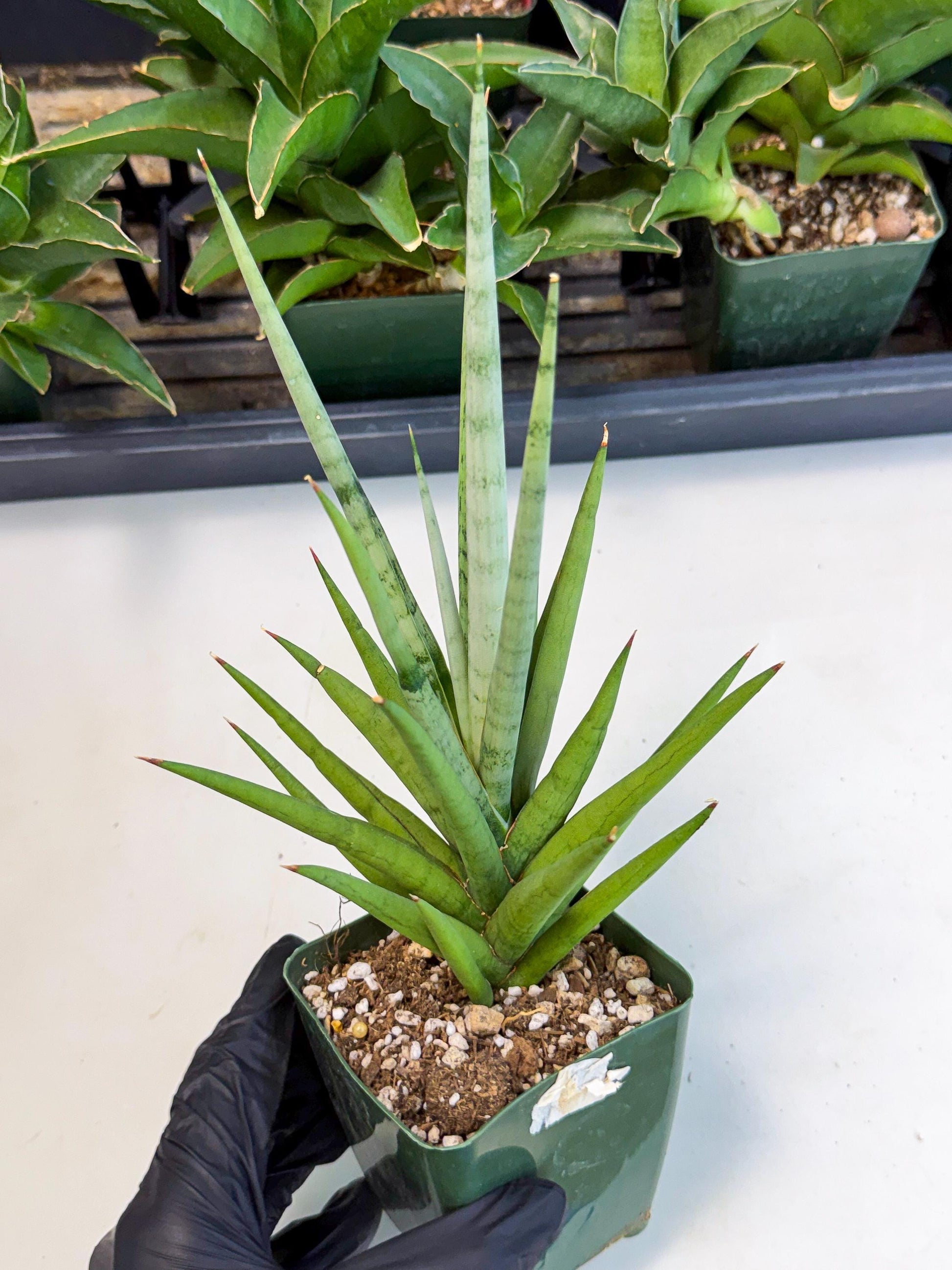 Sansevieria Thunder Stream (xL1) (6) | imported