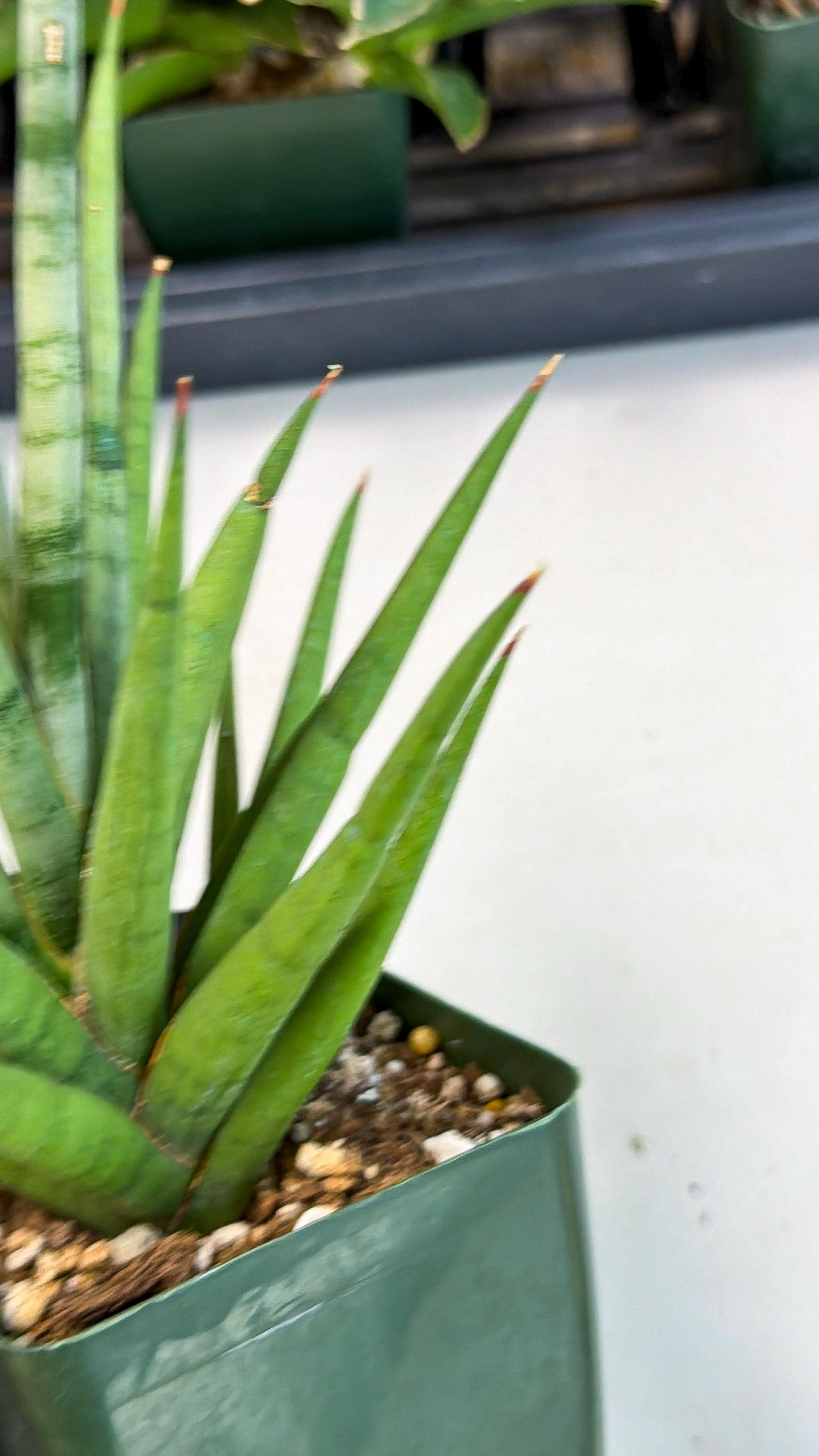 Sansevieria Thunder Stream (xL1) (6) | imported