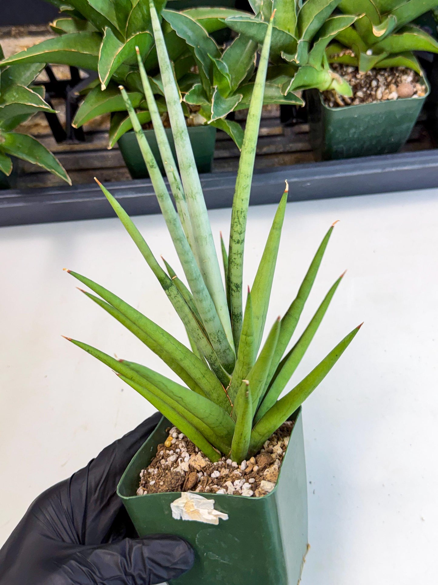 Sansevieria Thunder Stream (xL1) (6) | imported
