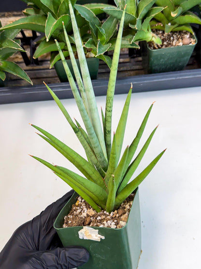 Sansevieria Thunder Stream (xL1) (6) | imported