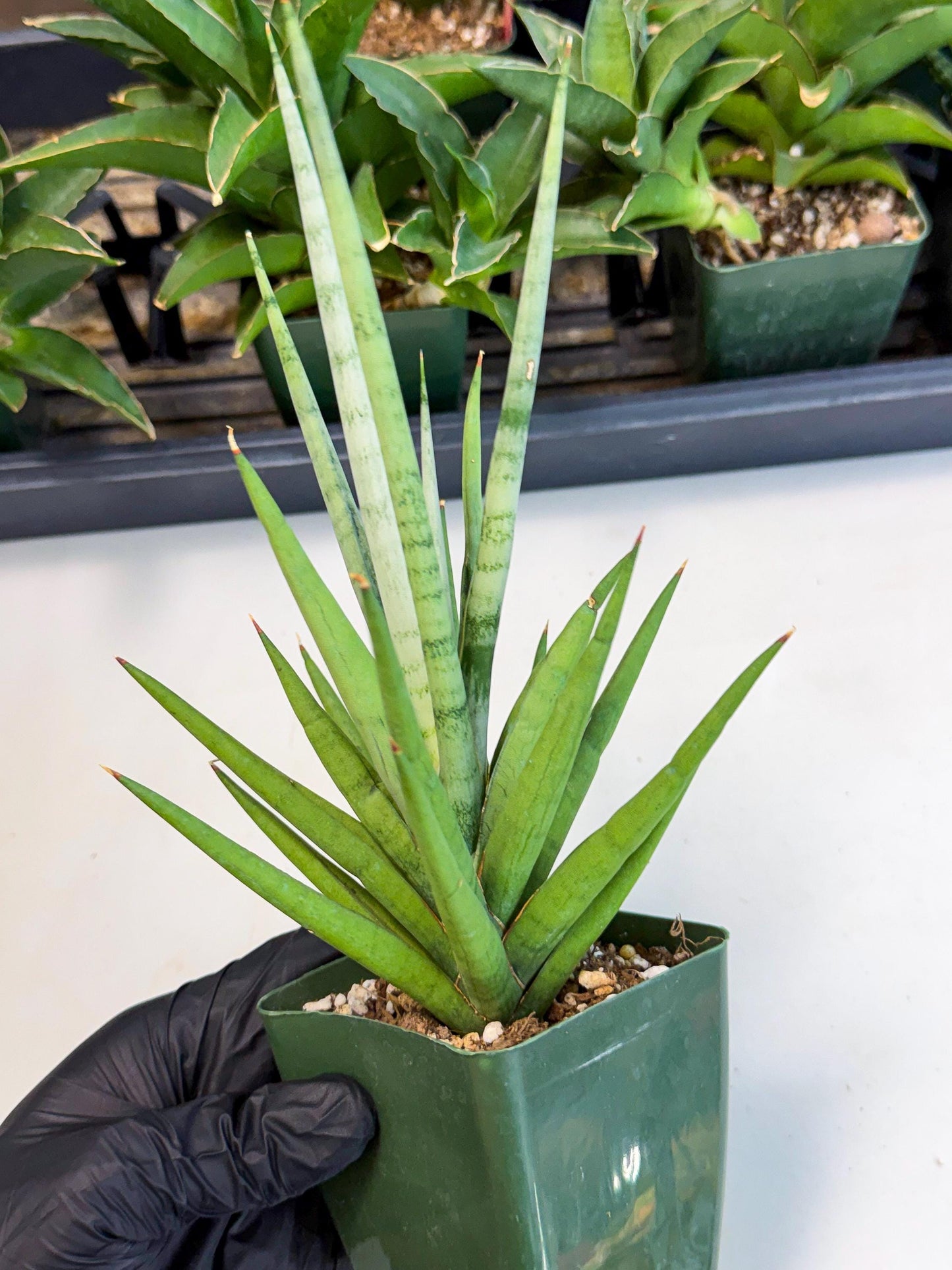 Sansevieria Thunder Stream (xL1) (6) | imported