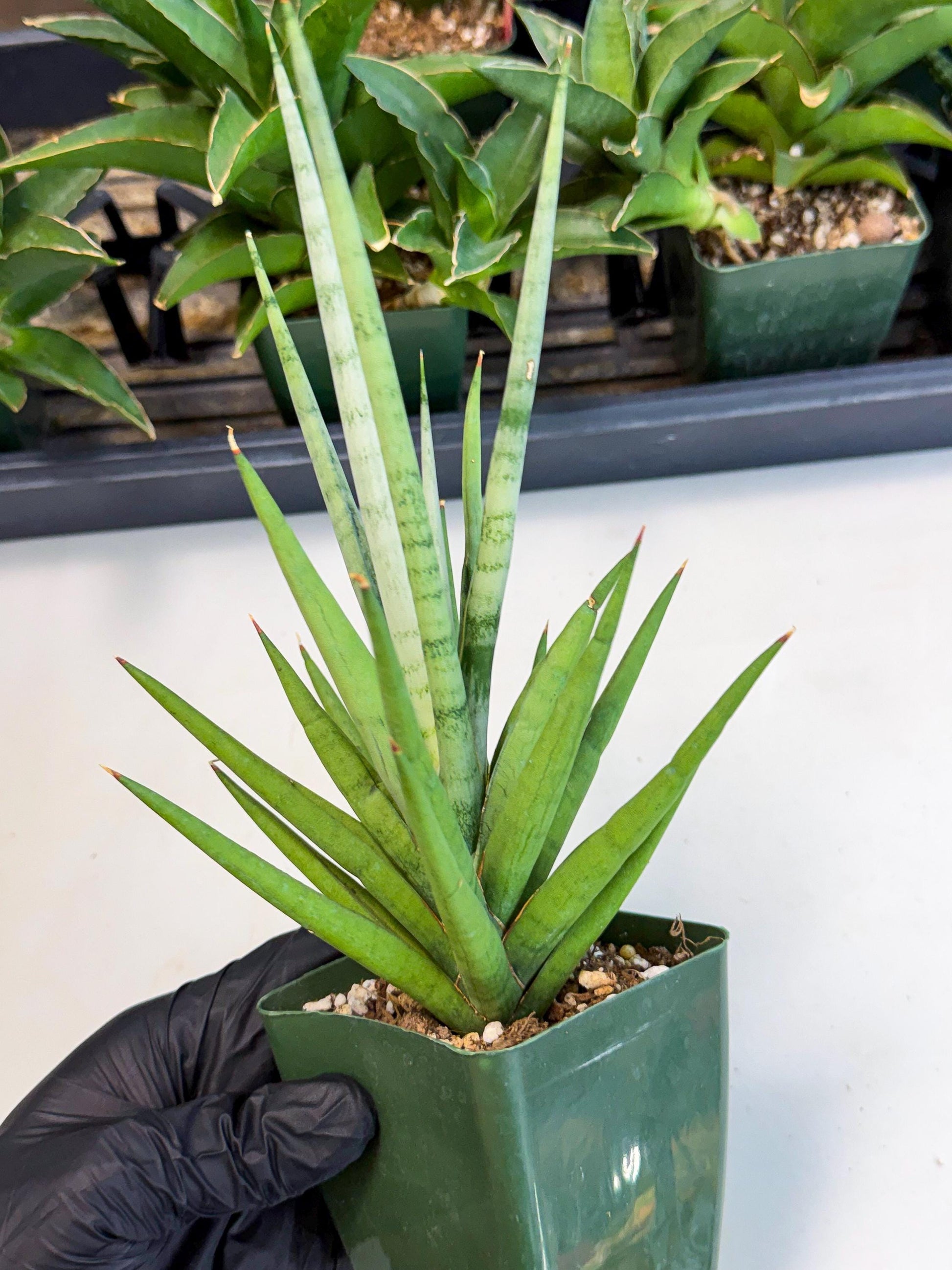 Sansevieria Thunder Stream (xL1) (6) | imported