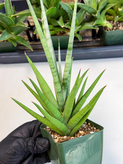 Sansevieria Thunder Stream (xL1) (6) | imported