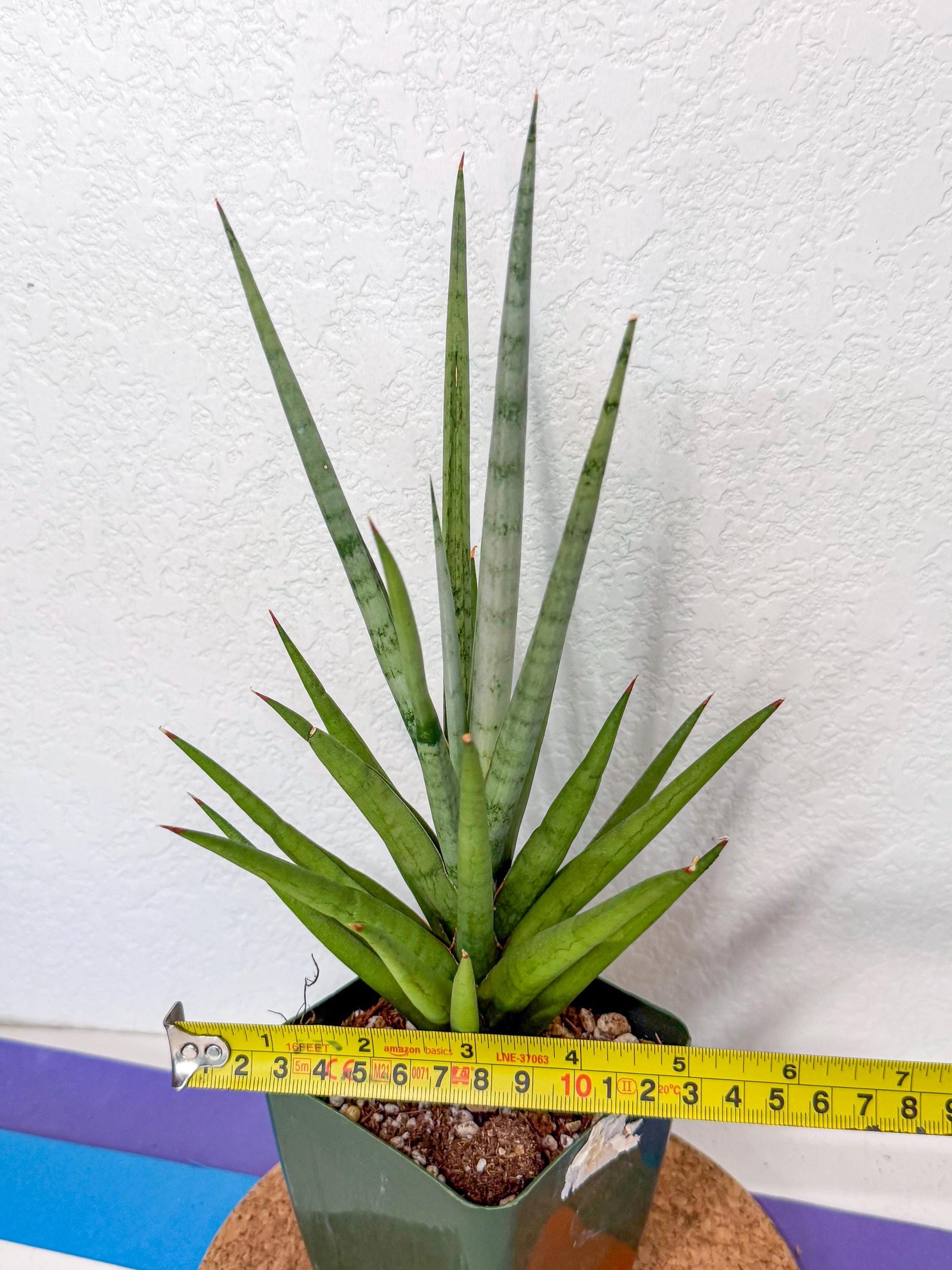 Sansevieria Thunder Stream (xL1) (6) | imported