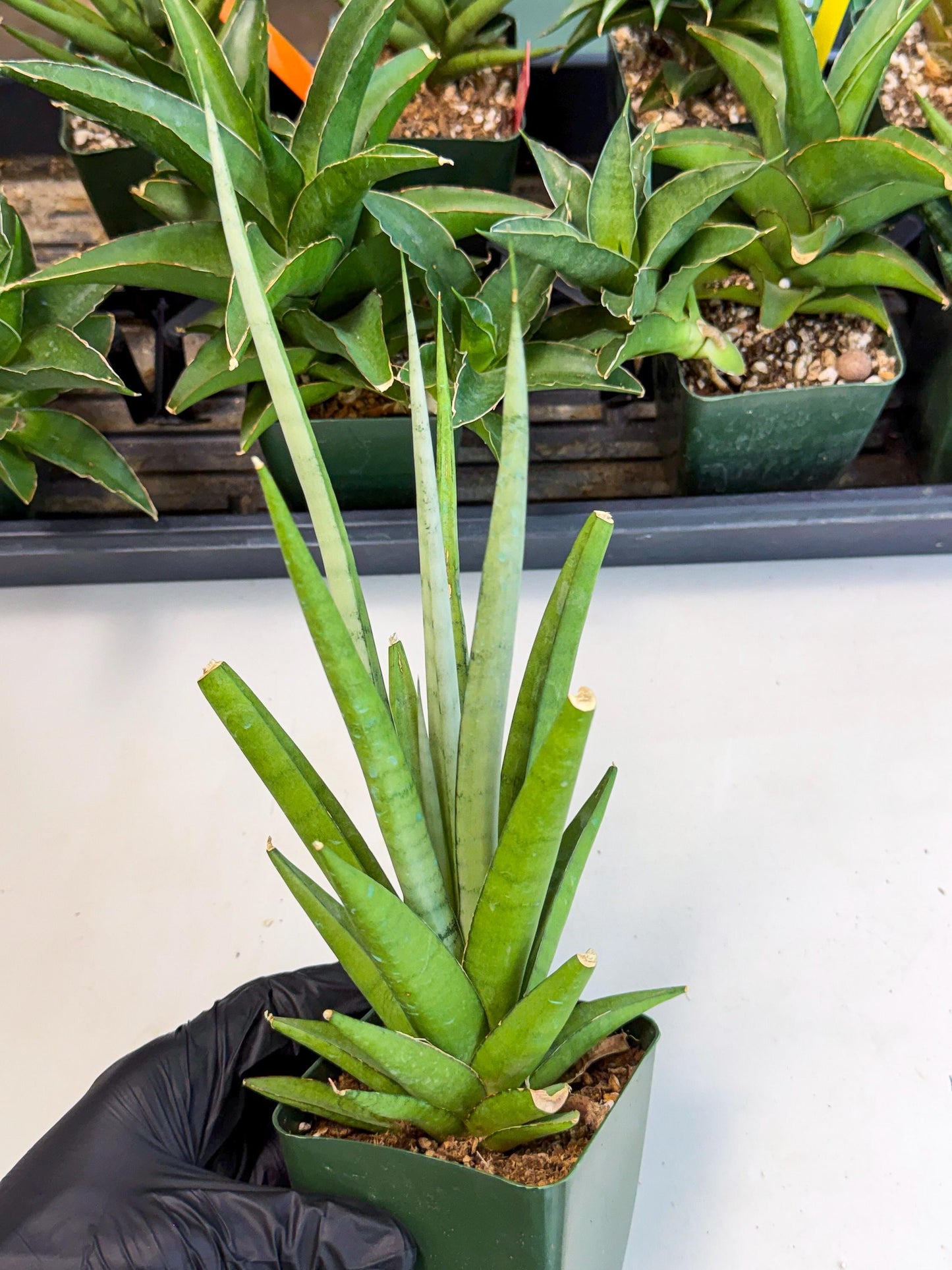 Sansevieria Thunder Stream (xL1) (4) | Sale