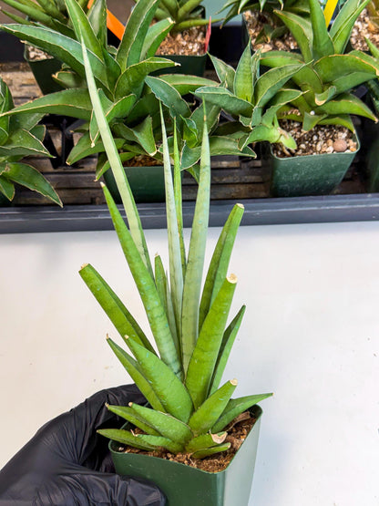 Sansevieria Thunder Stream (xL1) (4) | Sale