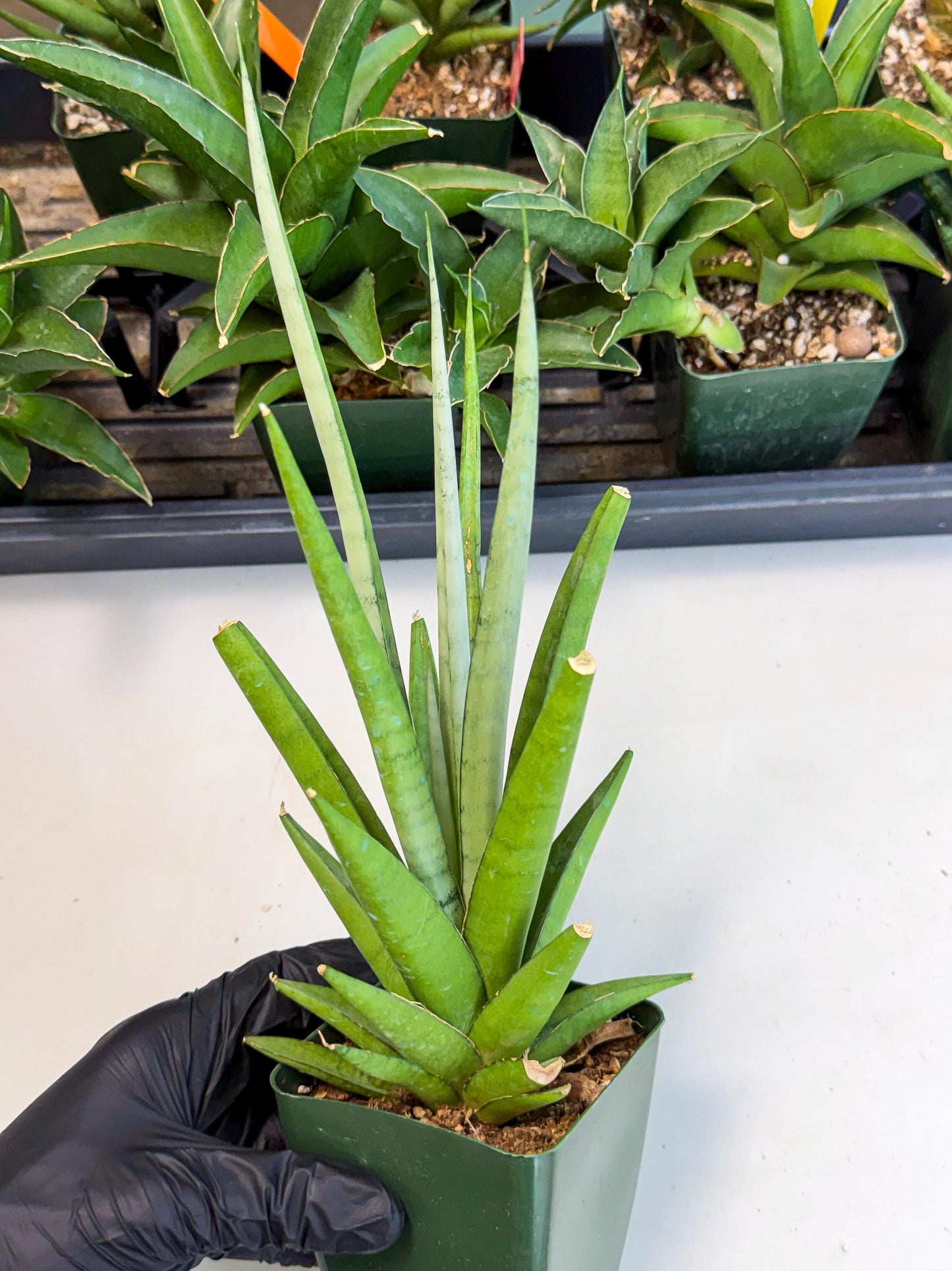 Sansevieria Thunder Stream (xL1) (4) | Sale
