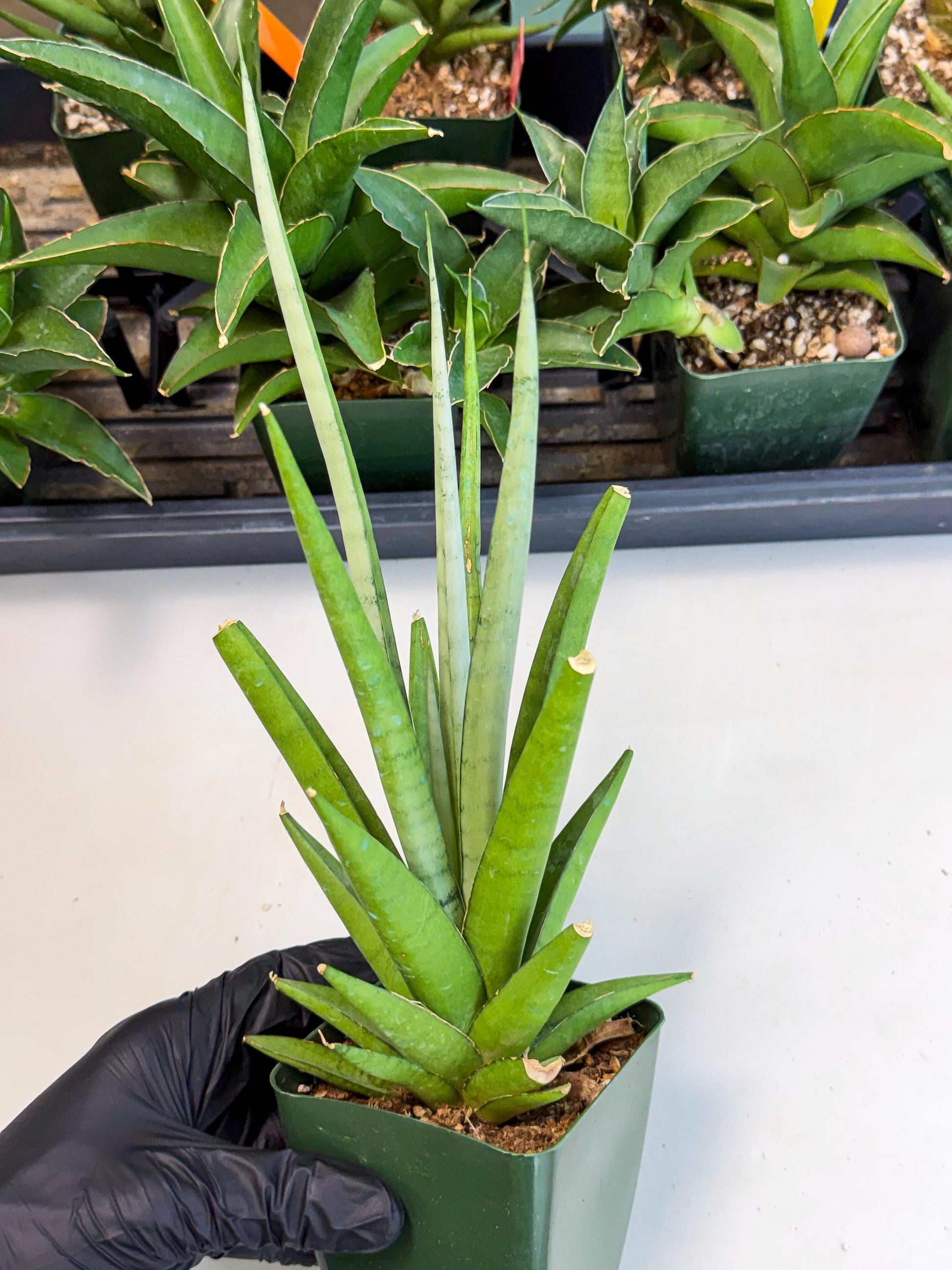 Sansevieria Thunder Stream (xL1) (4) | Sale