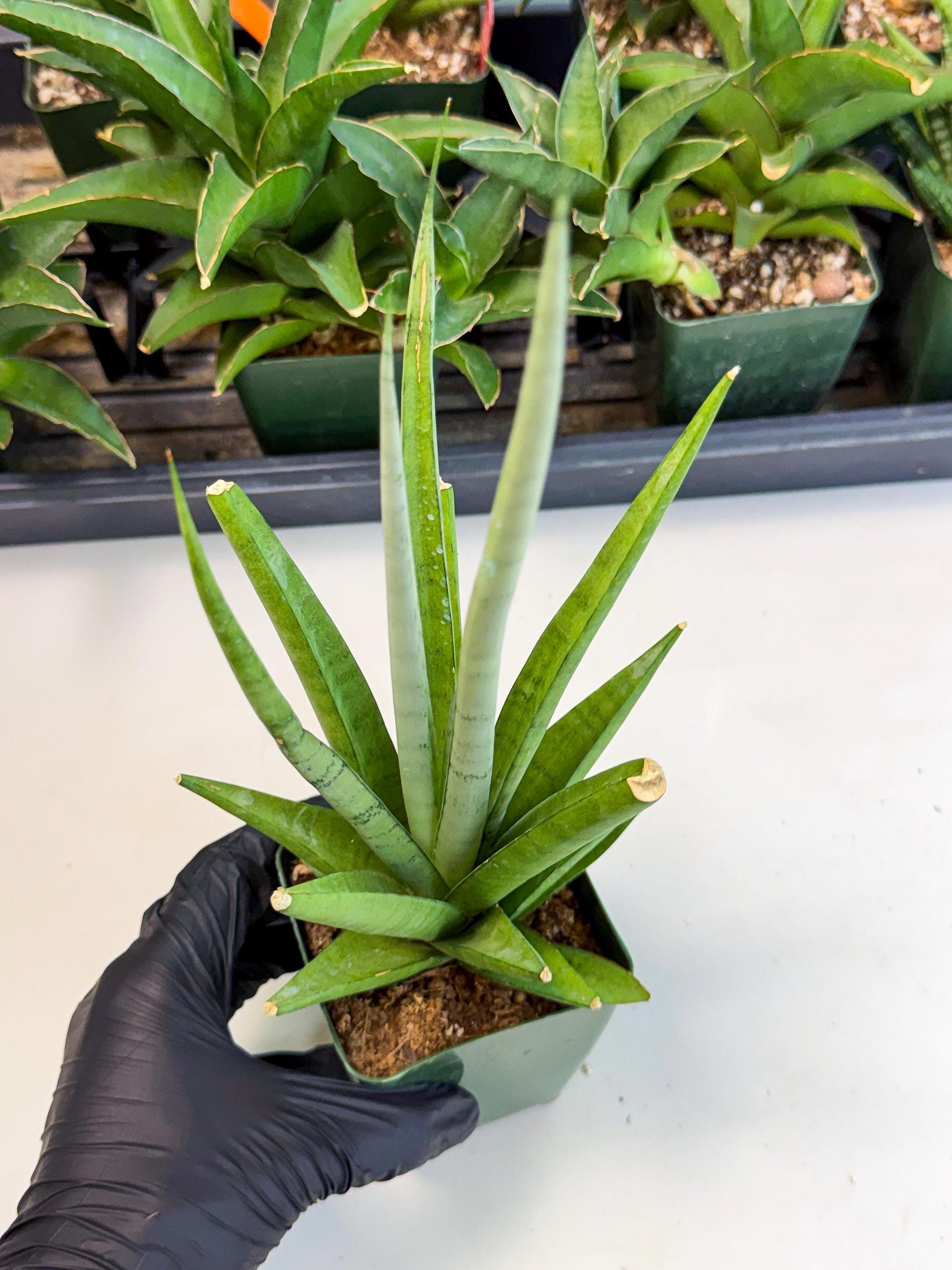 Sansevieria Thunder Stream (xL1) (4) | Sale