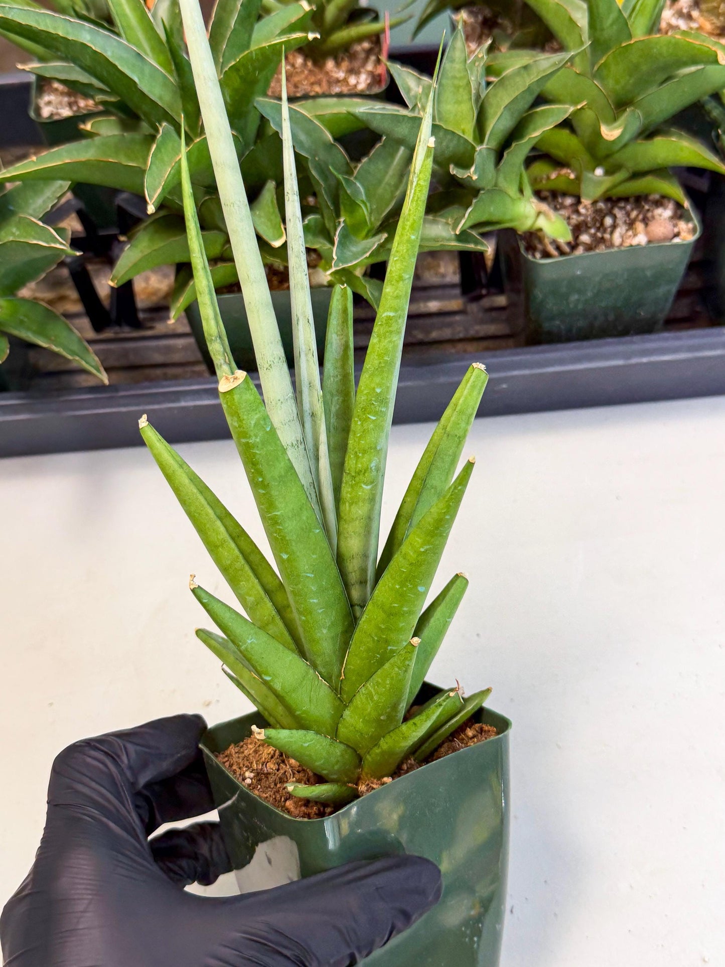 Sansevieria Thunder Stream (xL1) (4) | Sale