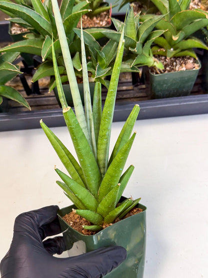 Sansevieria Thunder Stream (xL1) (4) | Sale