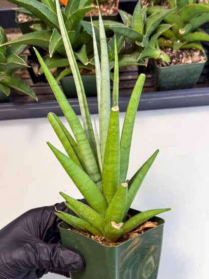 Sansevieria Thunder Stream (xL1) (4) | Sale
